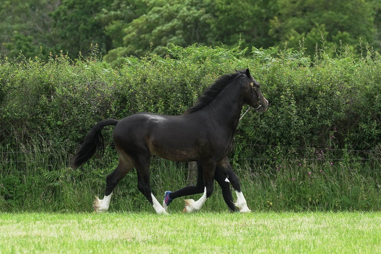 fbh in hand class1