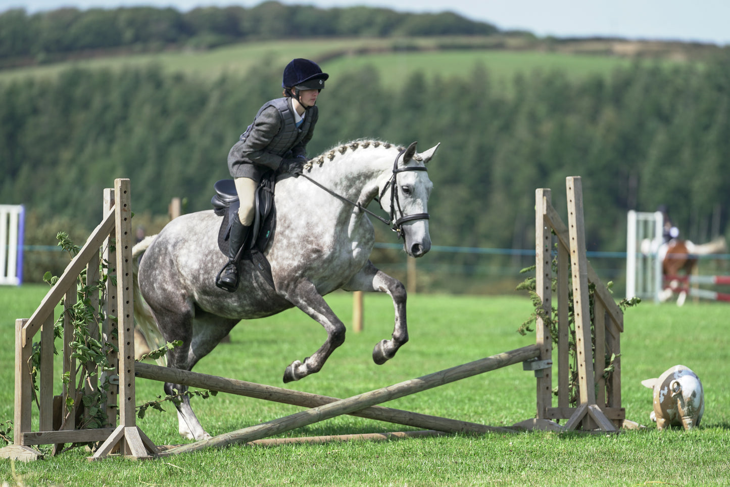 lanlivery show jumping rings part 2