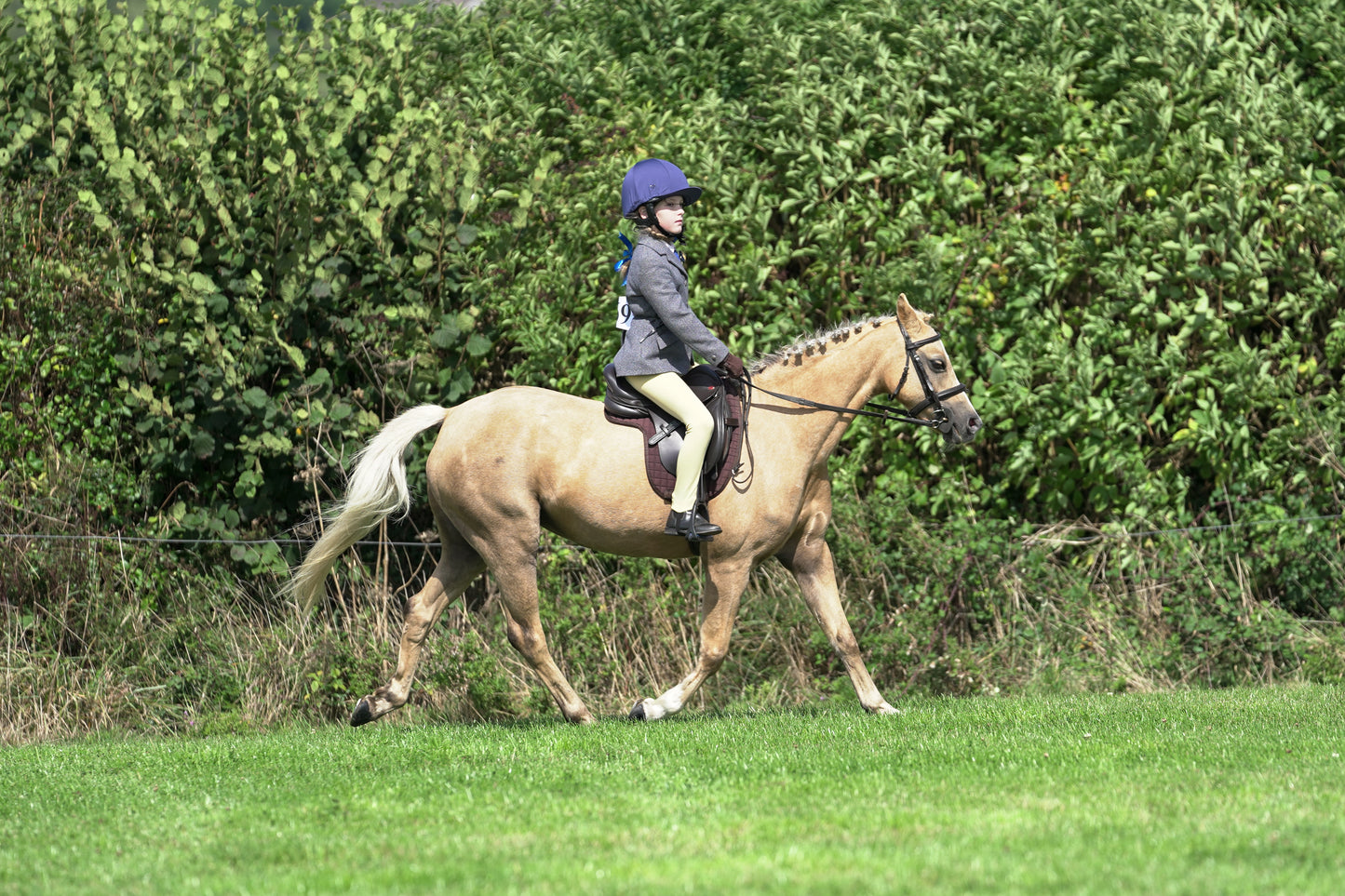 lanlivery show jumping rings part 2