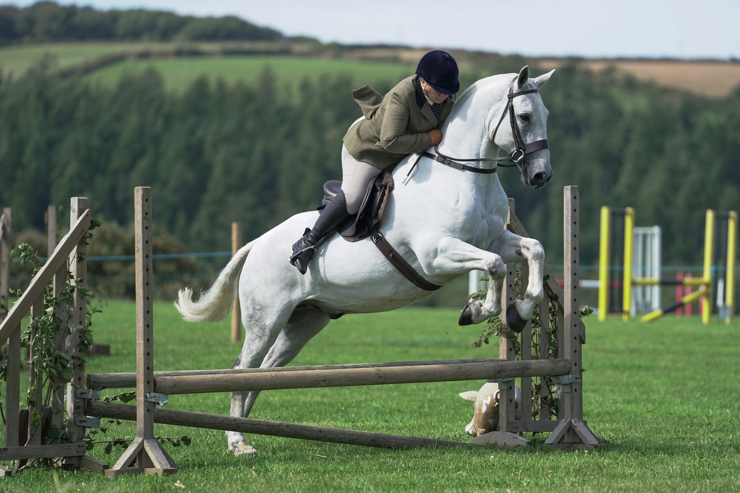 lanlivery show jumping rings part 2