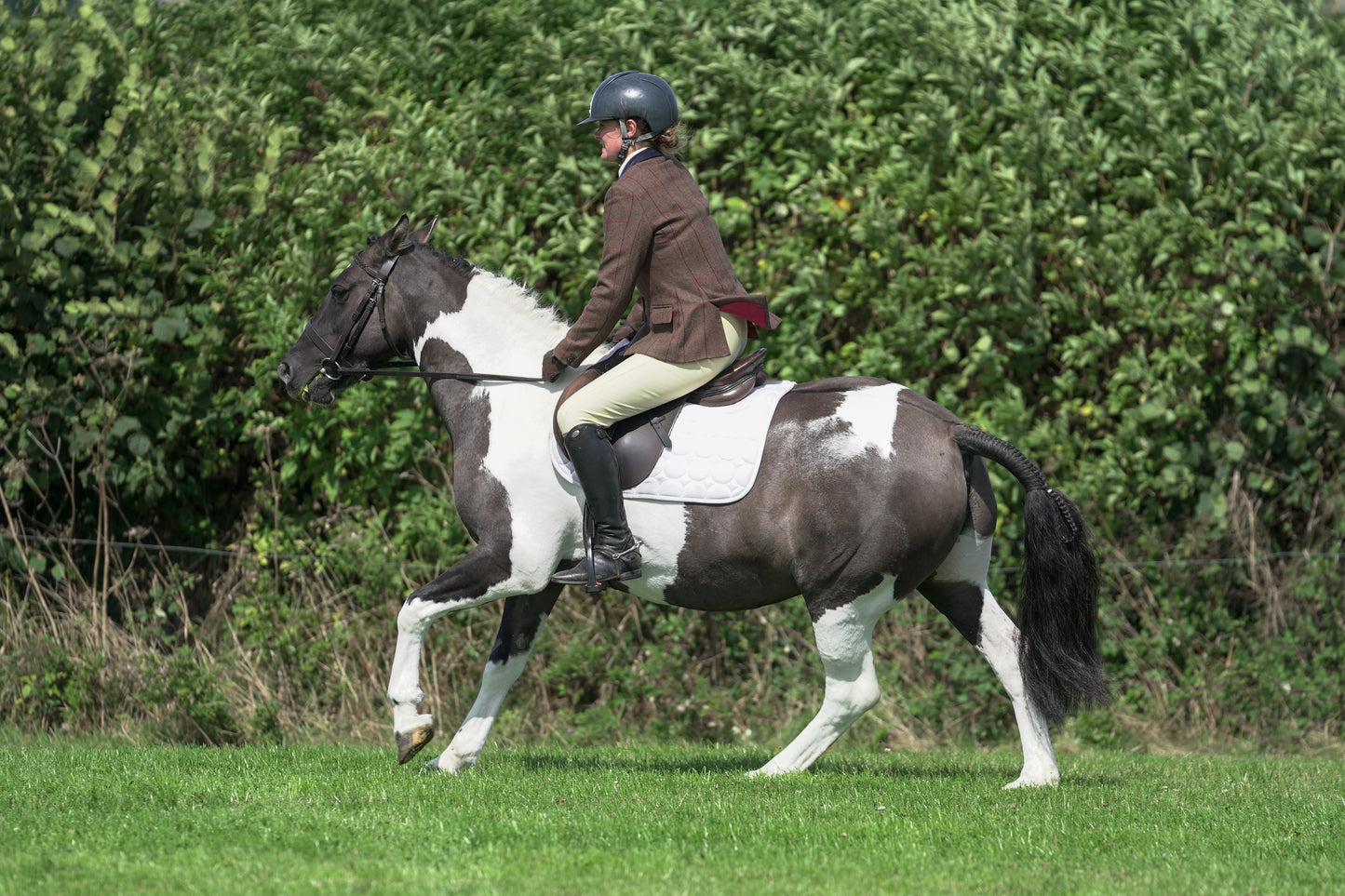 lanlivery show jumping rings part 3