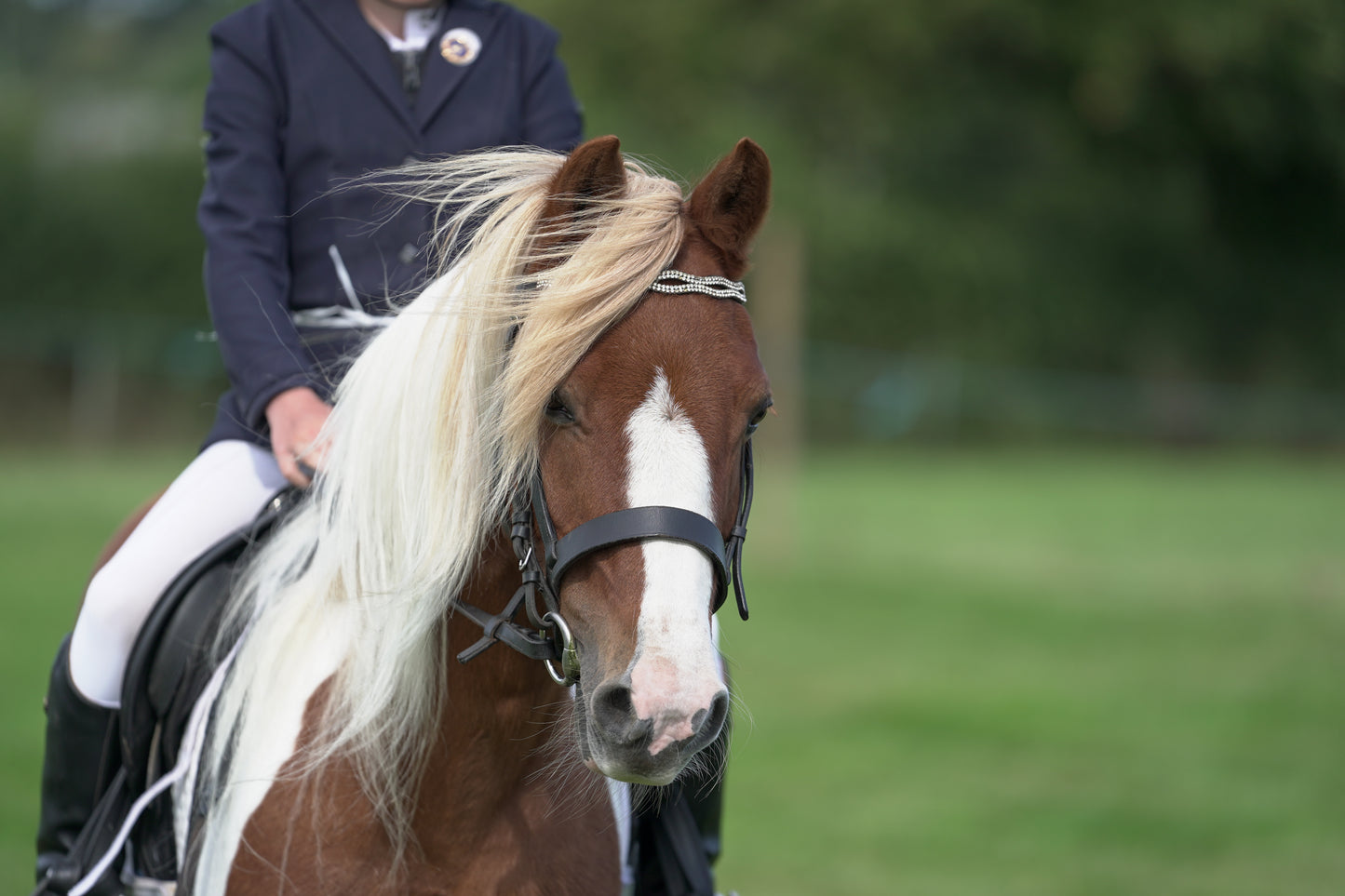 lanlivery show jumping rings part 3
