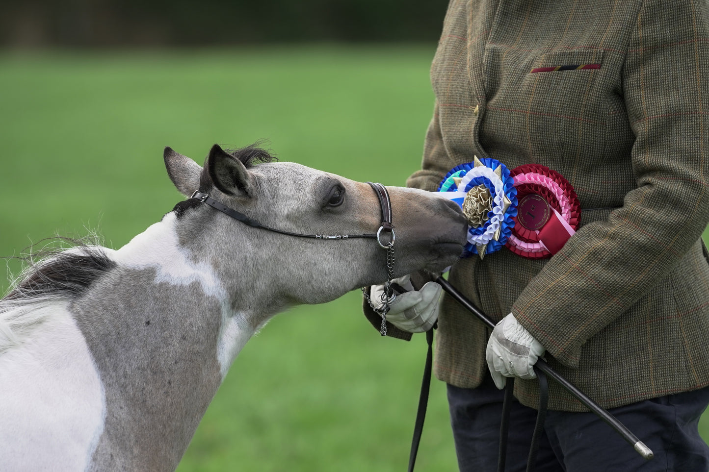 lanlivery show jumping rings part 4
