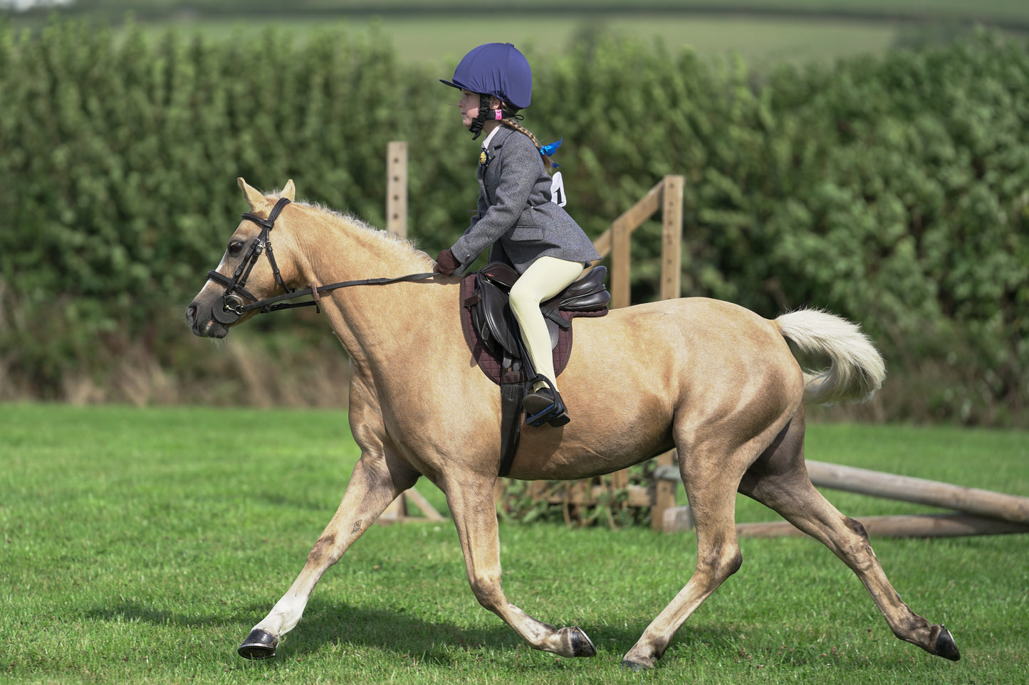 lanlivery show jumping rings part 1