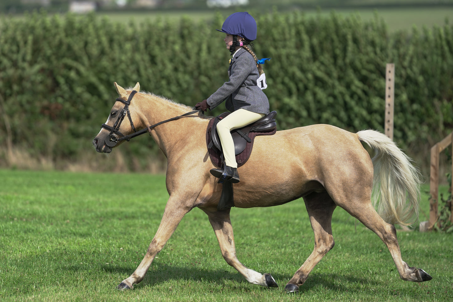 lanlivery show jumping rings part 1