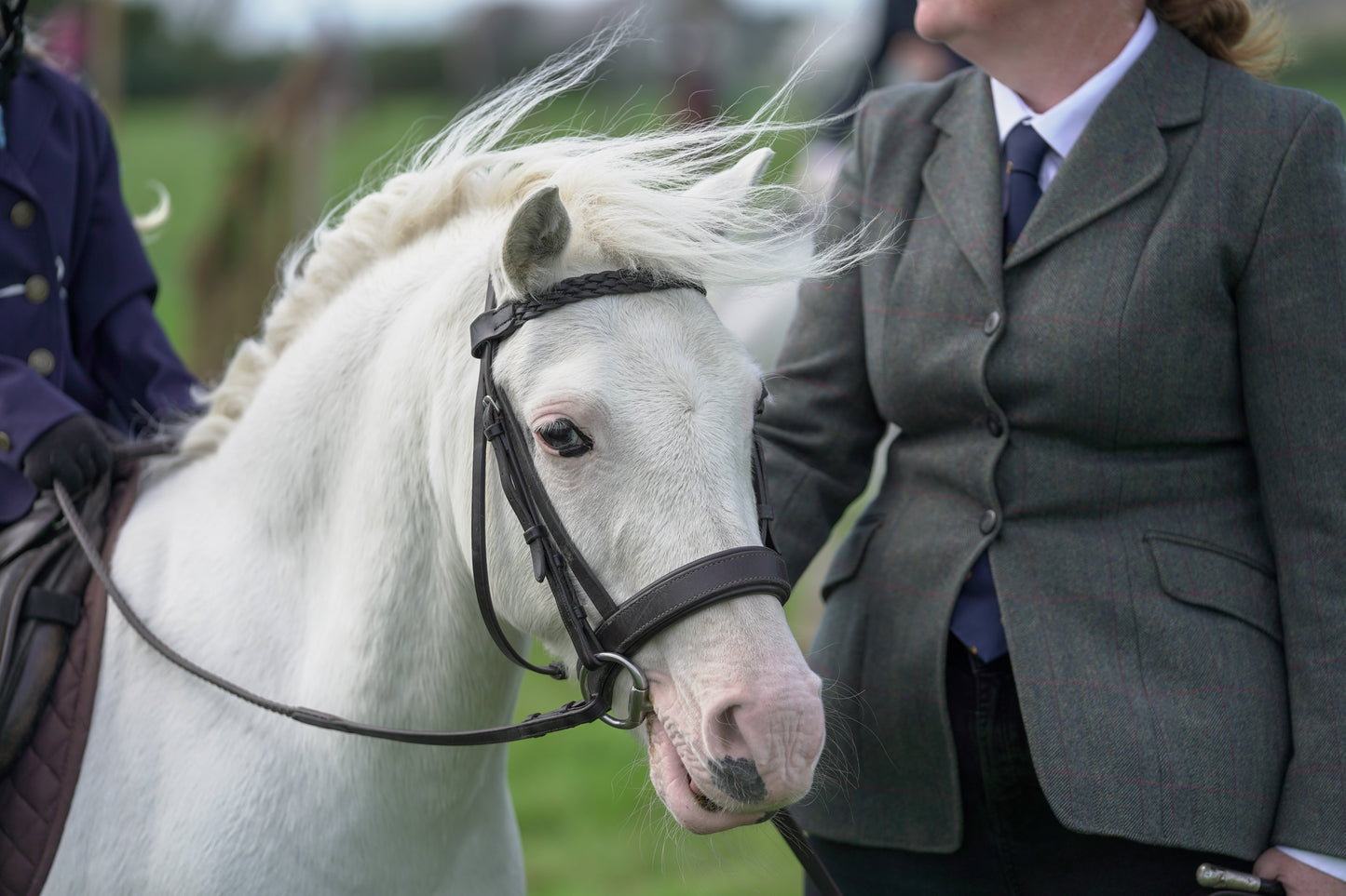 lanlivery show jumping rings part 1