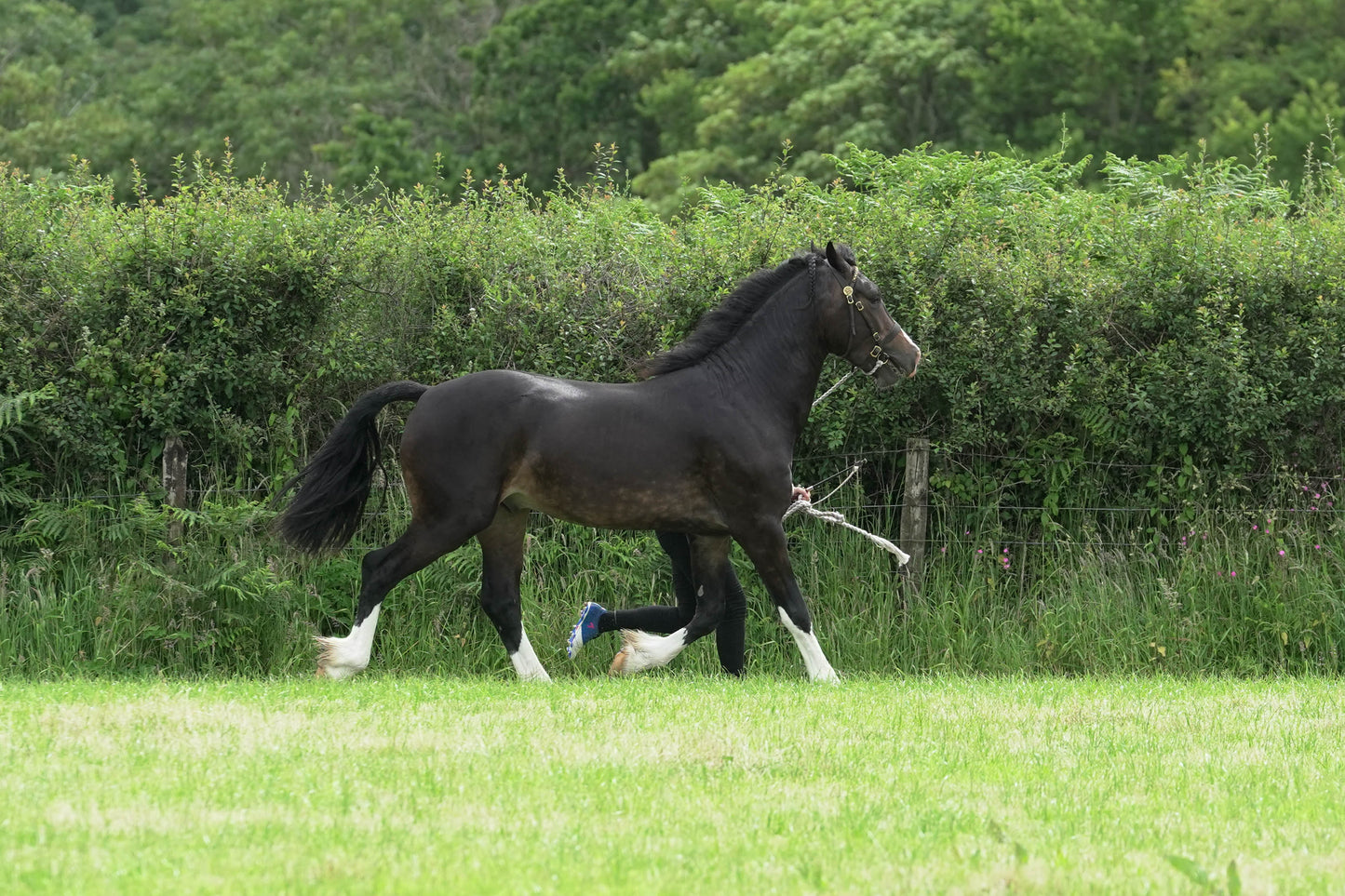 fbh in hand class1