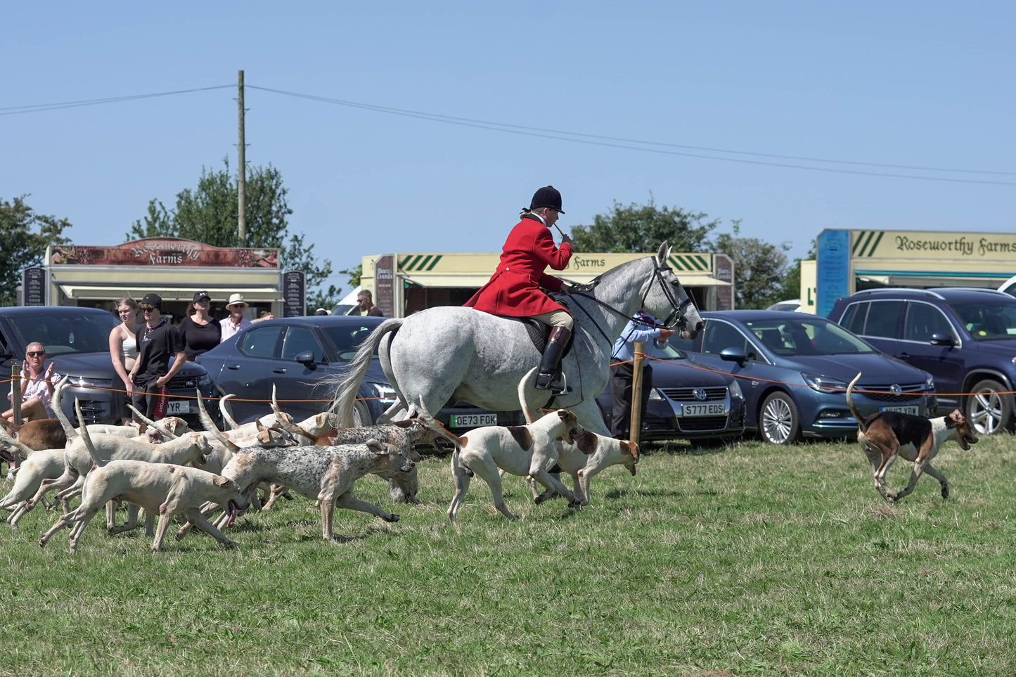 hounds