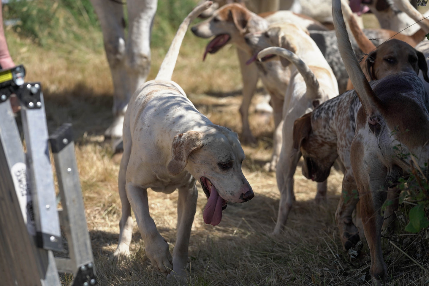 hounds