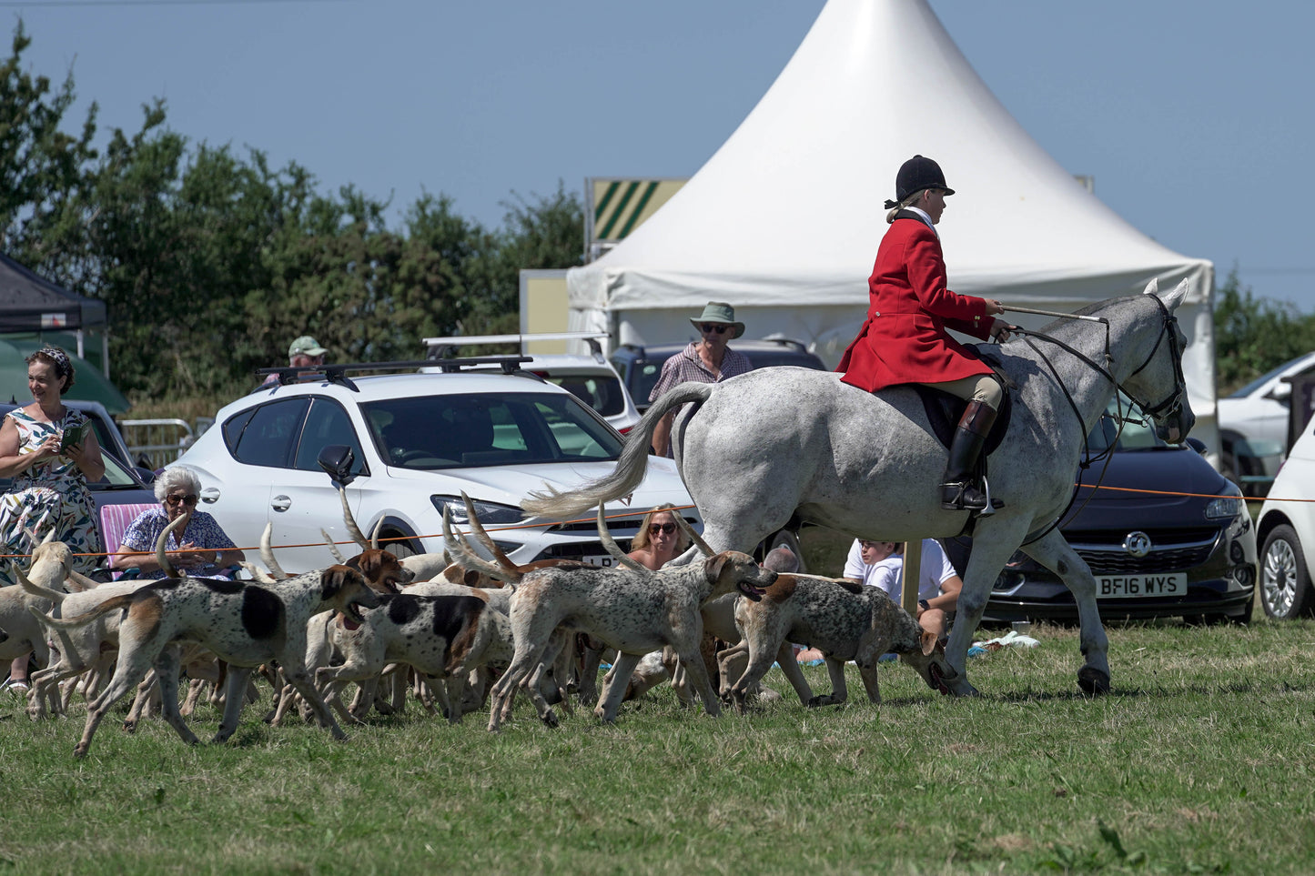 hounds