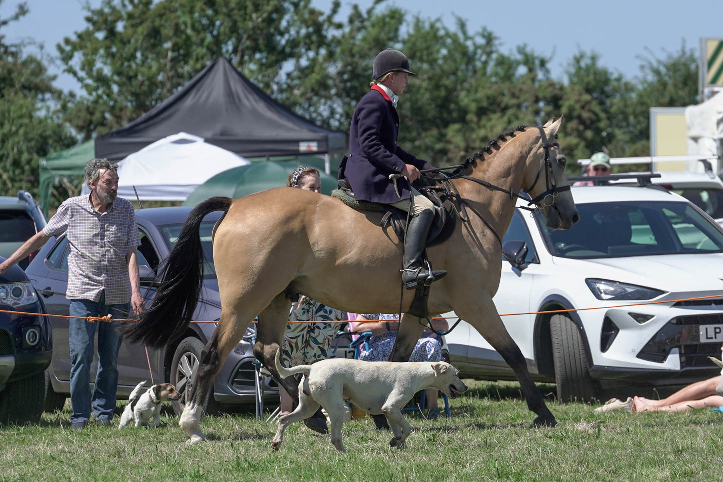 hounds