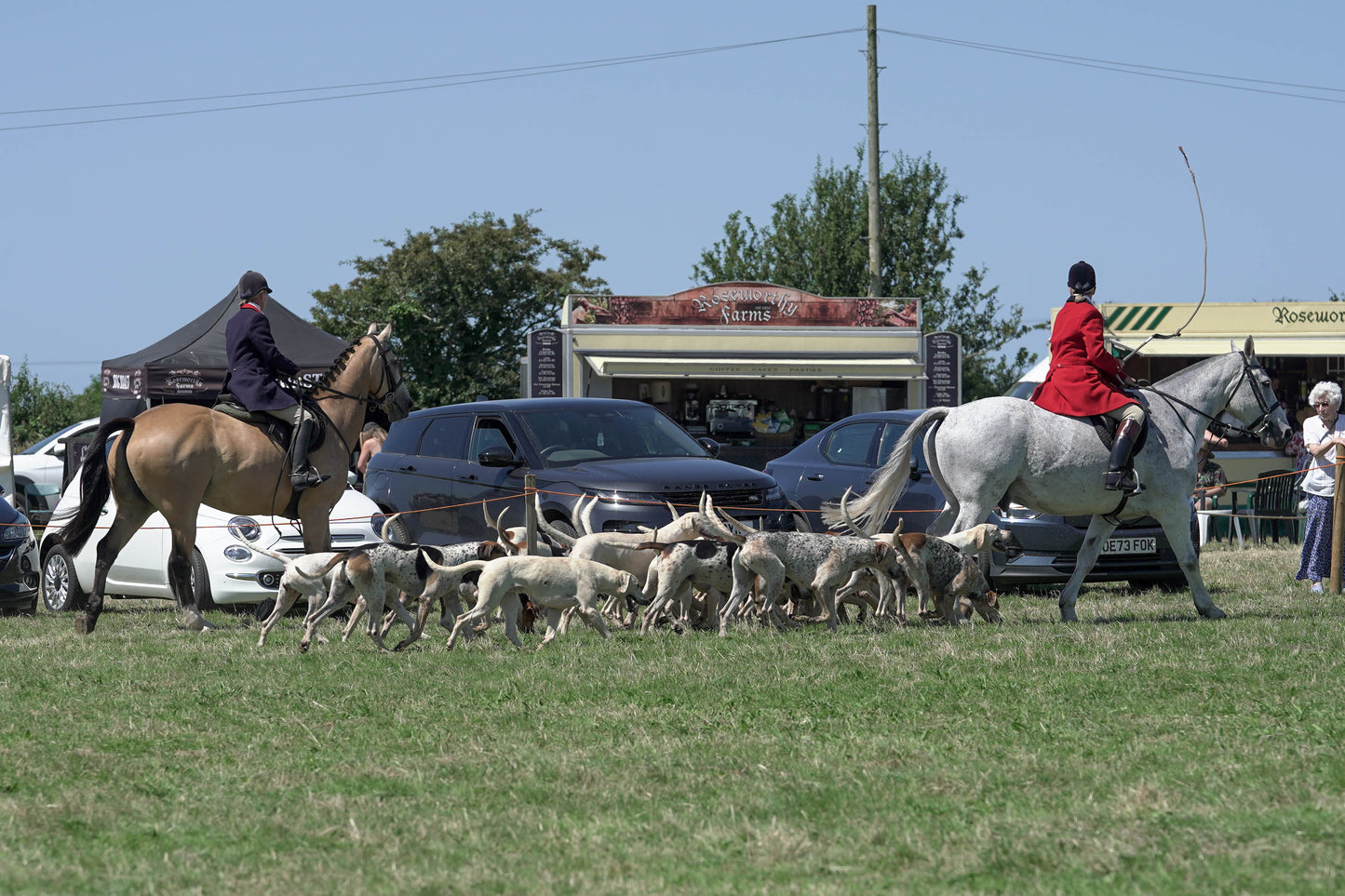 hounds