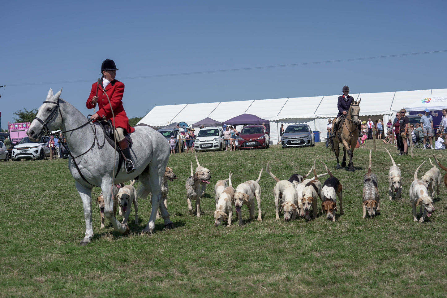 hounds