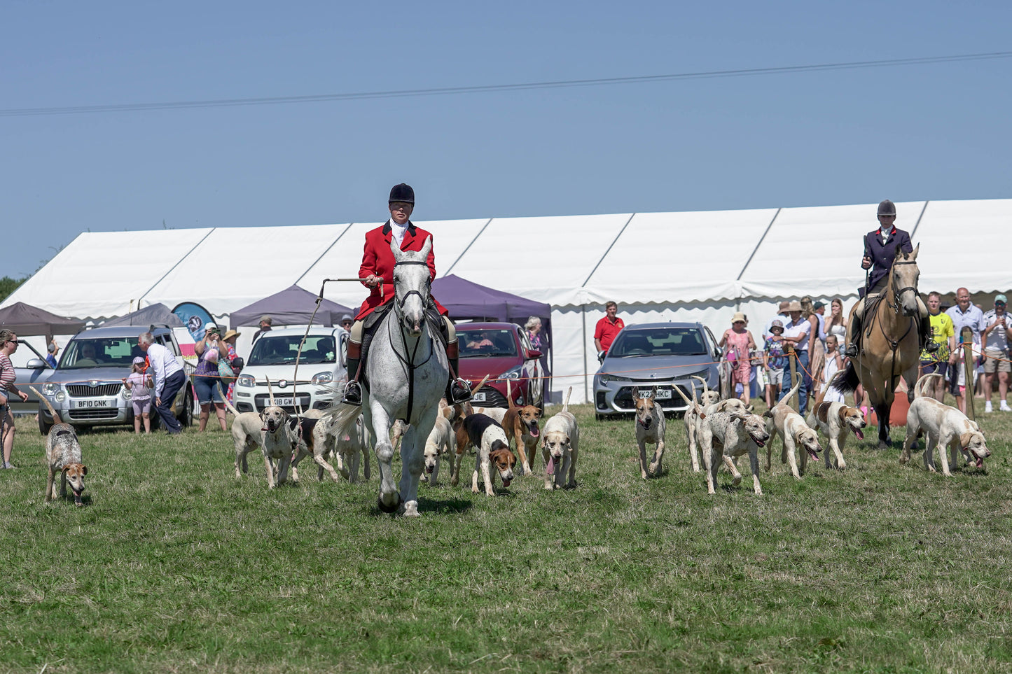 hounds