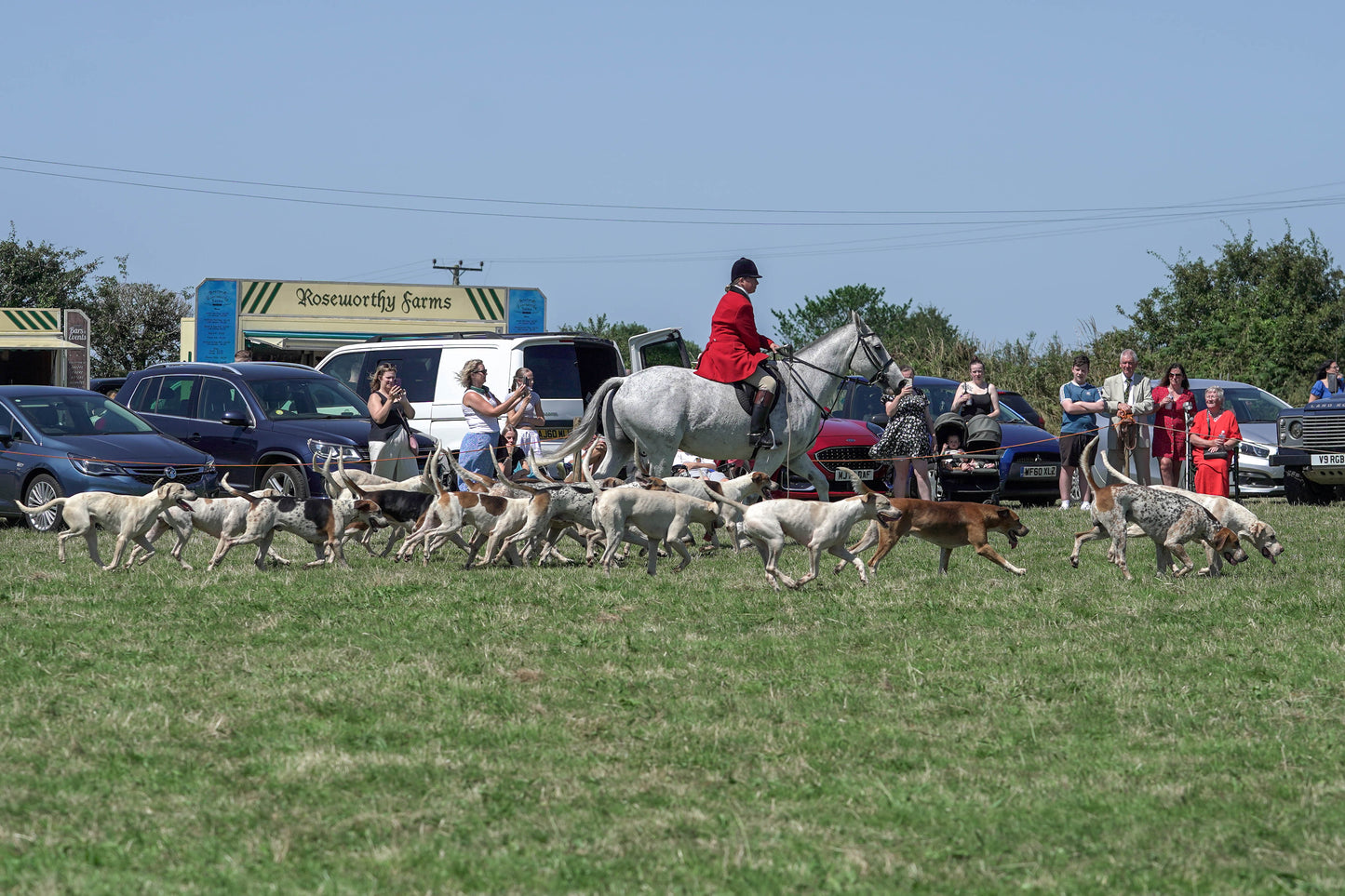 hounds