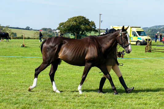 lanlivery show in hand part 2
