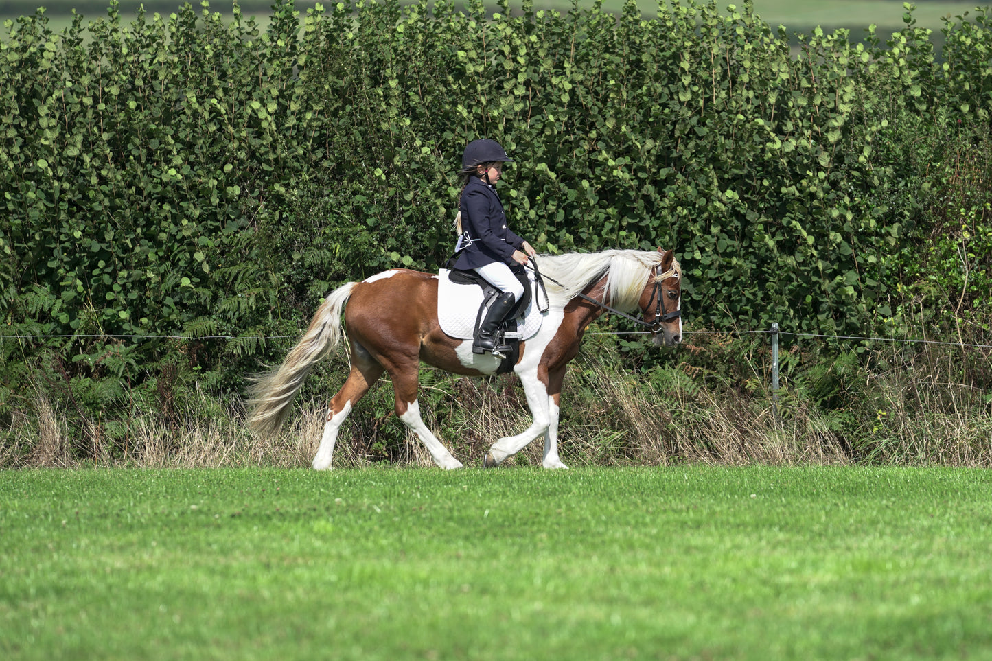 lanlivery show jumping rings part 2
