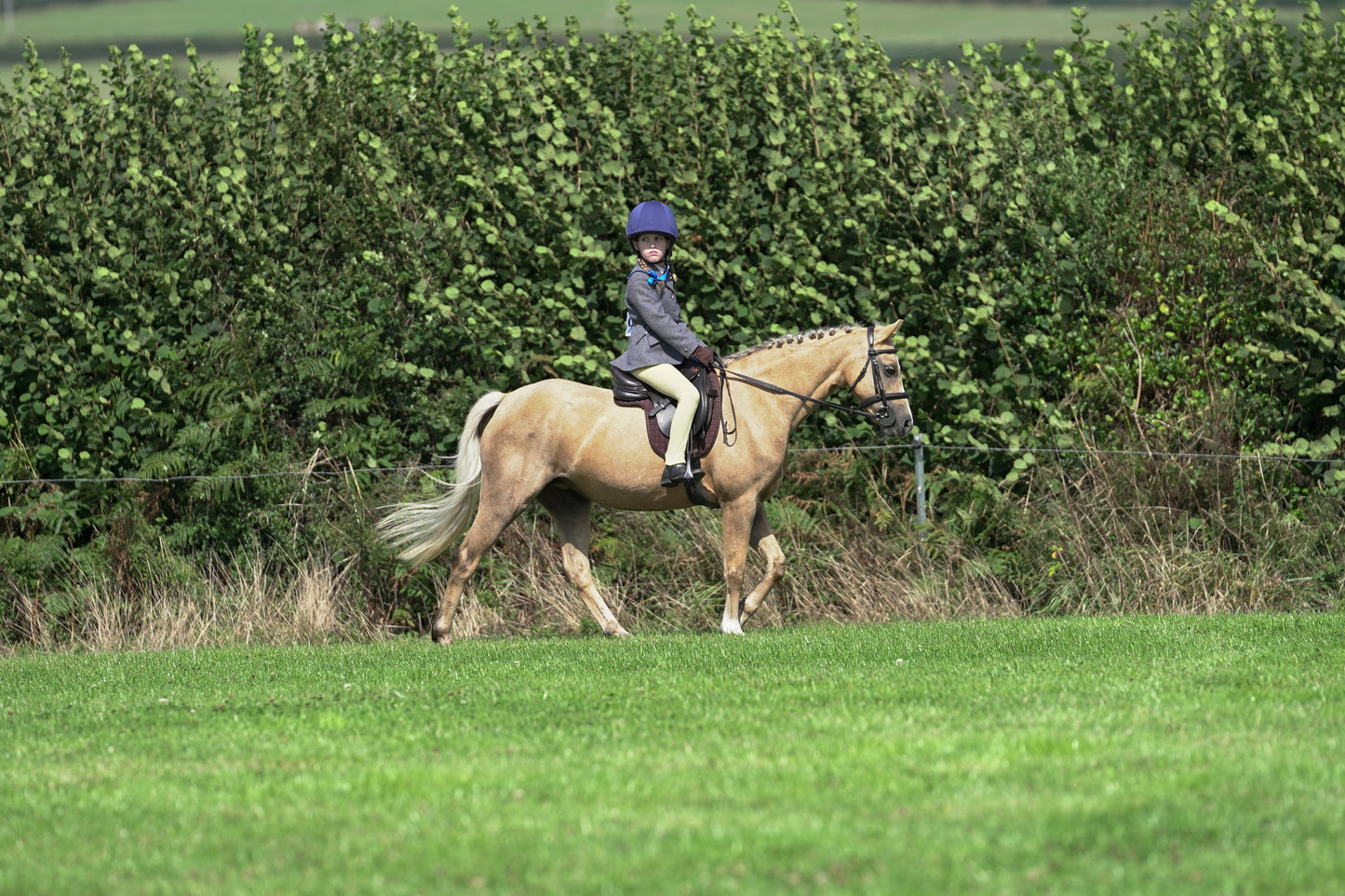 lanlivery show jumping rings part 2