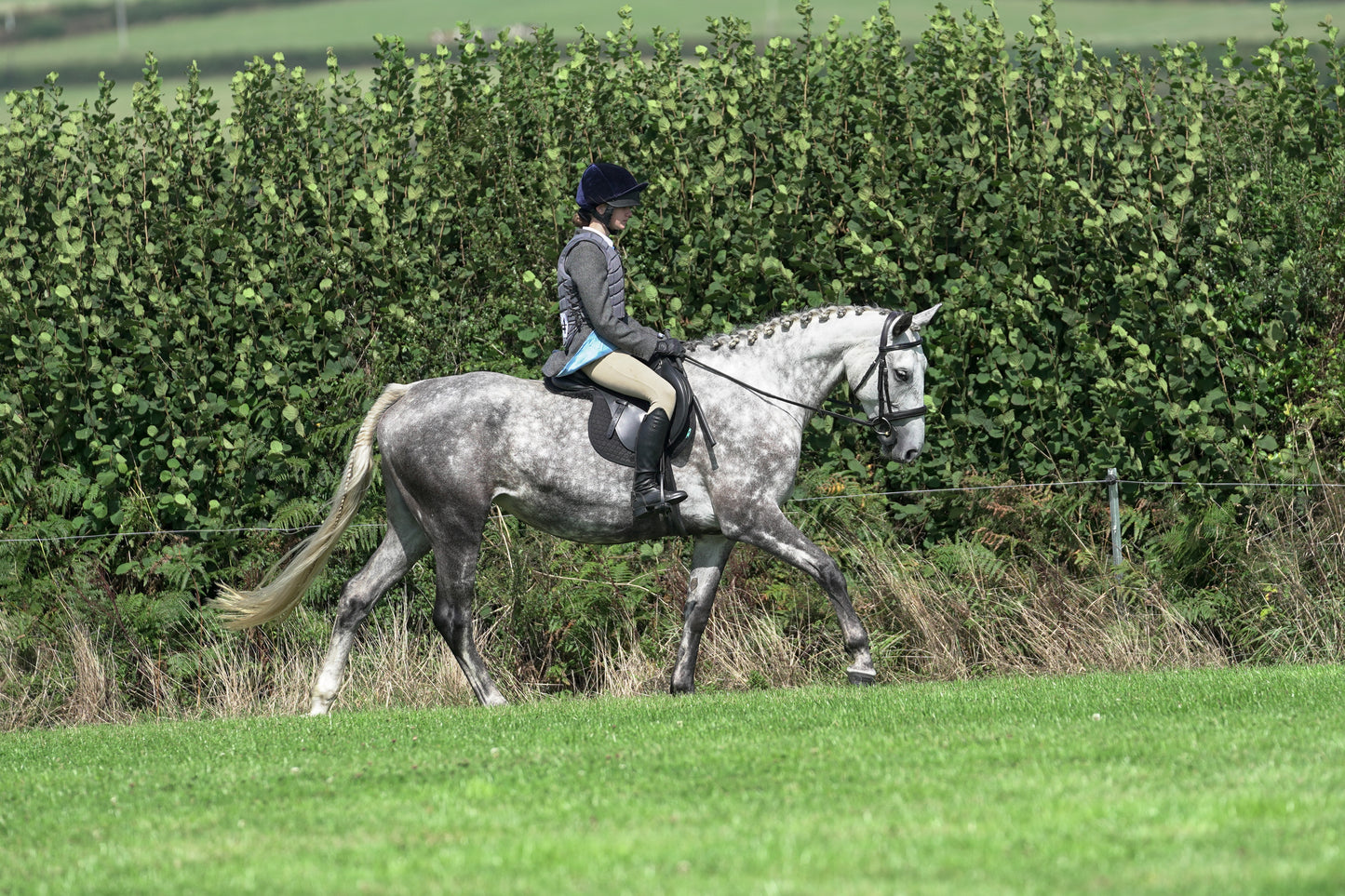 lanlivery show jumping rings part 2