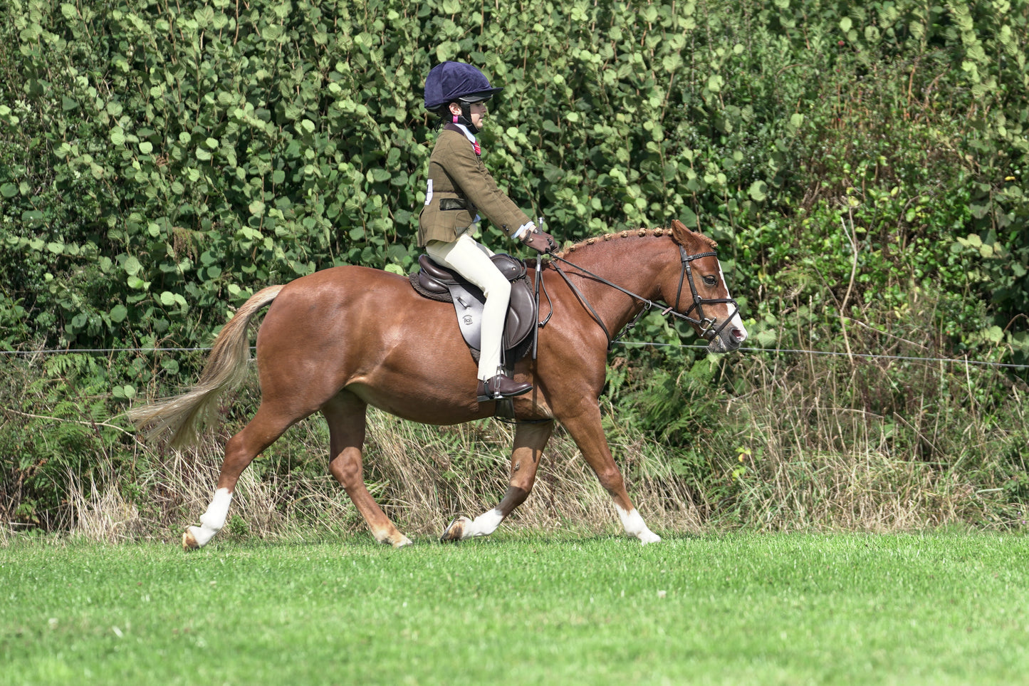 lanlivery show jumping rings part 2
