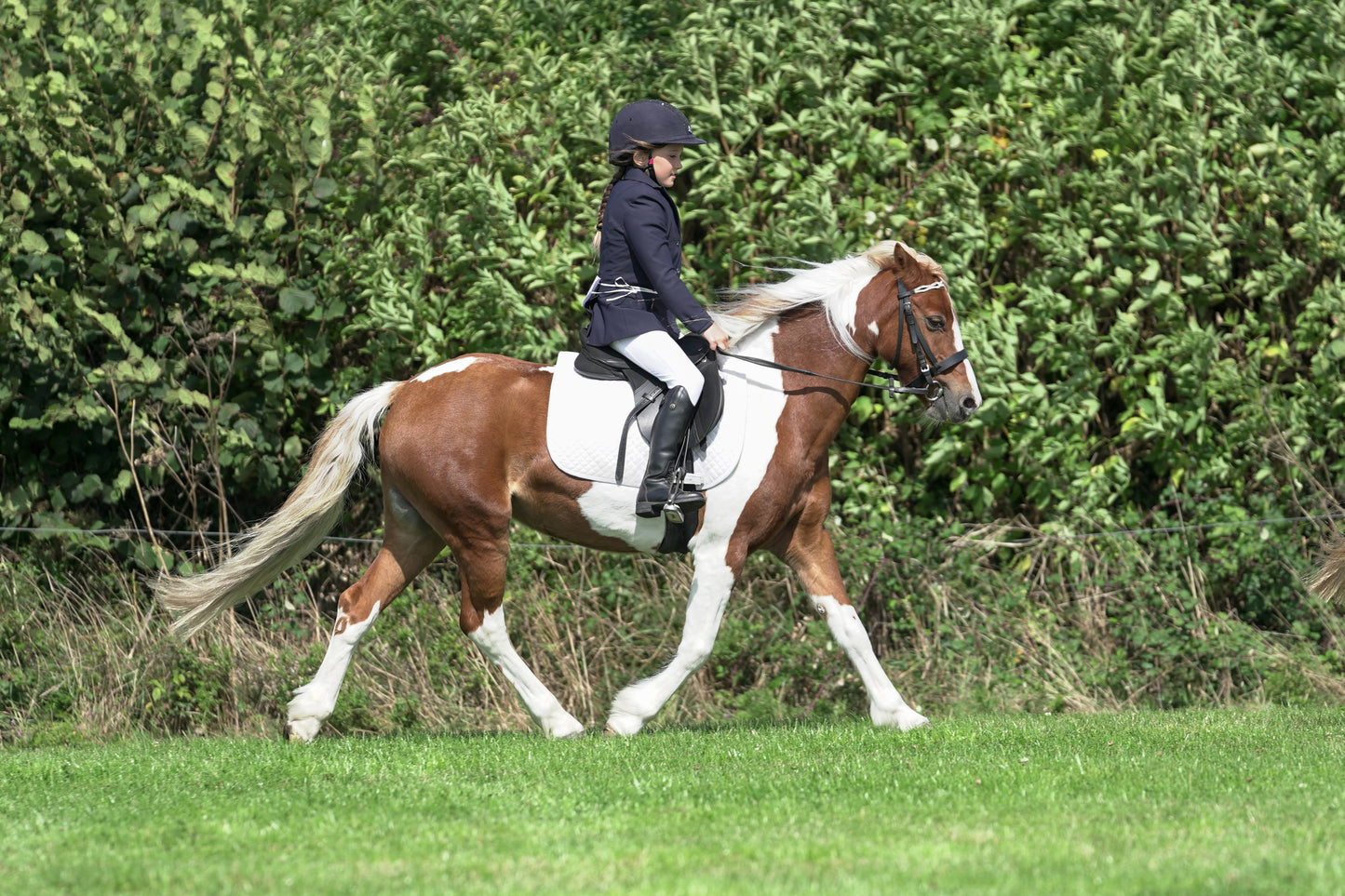 lanlivery show jumping rings part 2