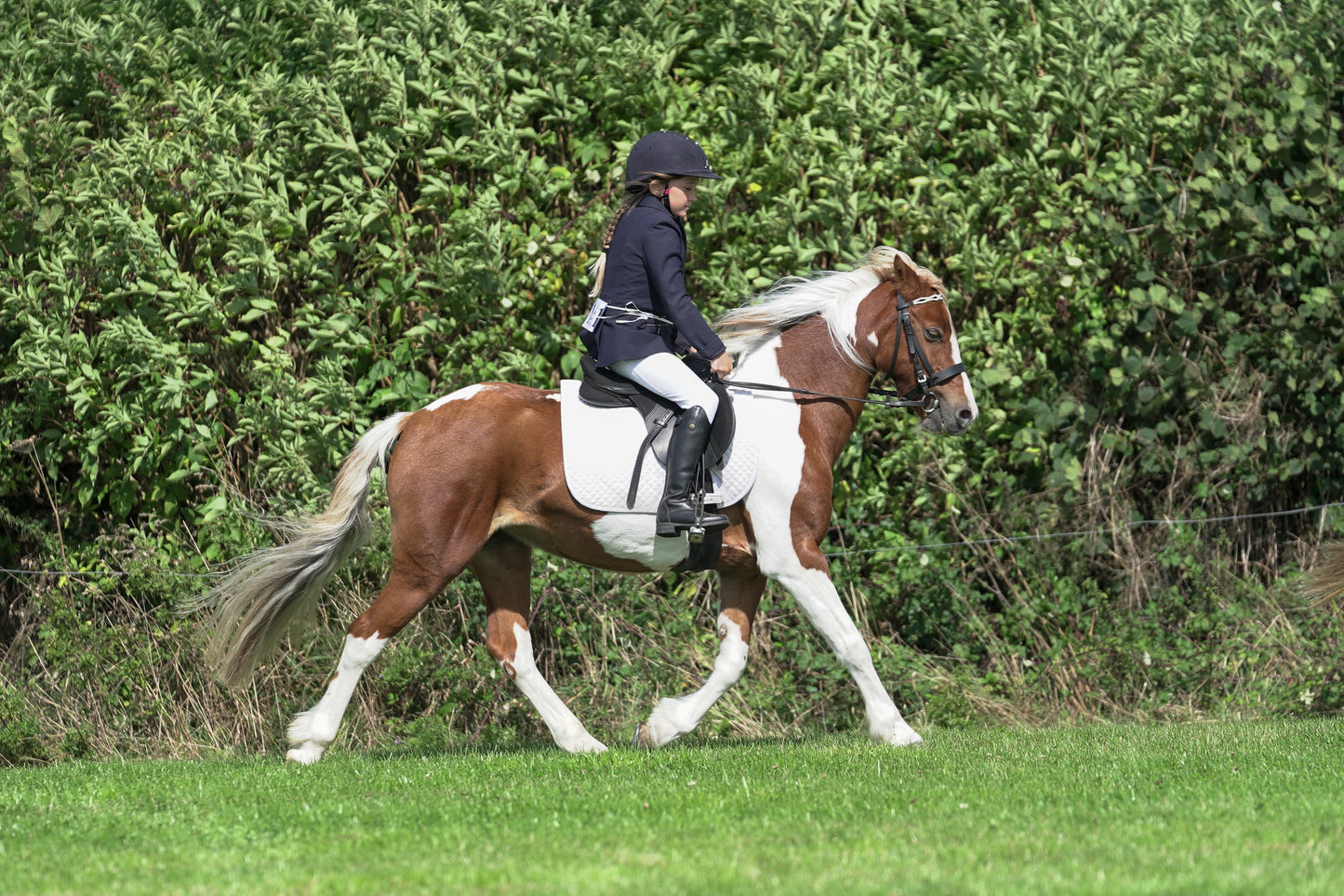 lanlivery show jumping rings part 2
