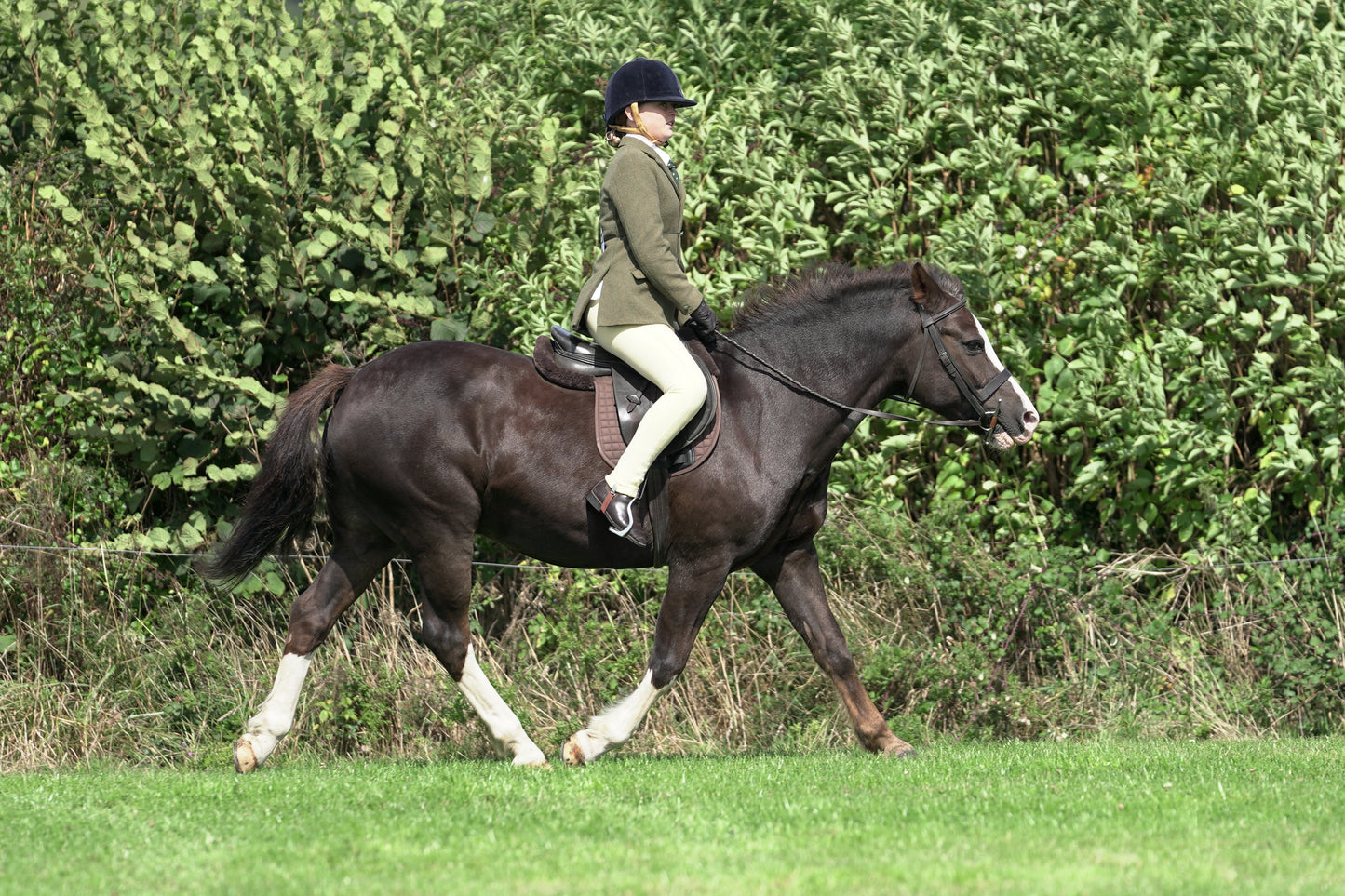 lanlivery show jumping rings part 2