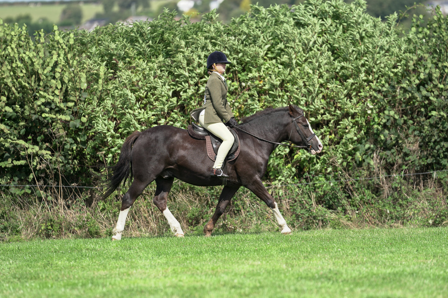 lanlivery show jumping rings part 2
