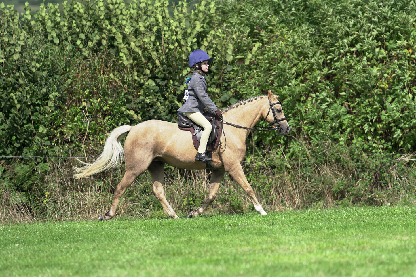 lanlivery show jumping rings part 2