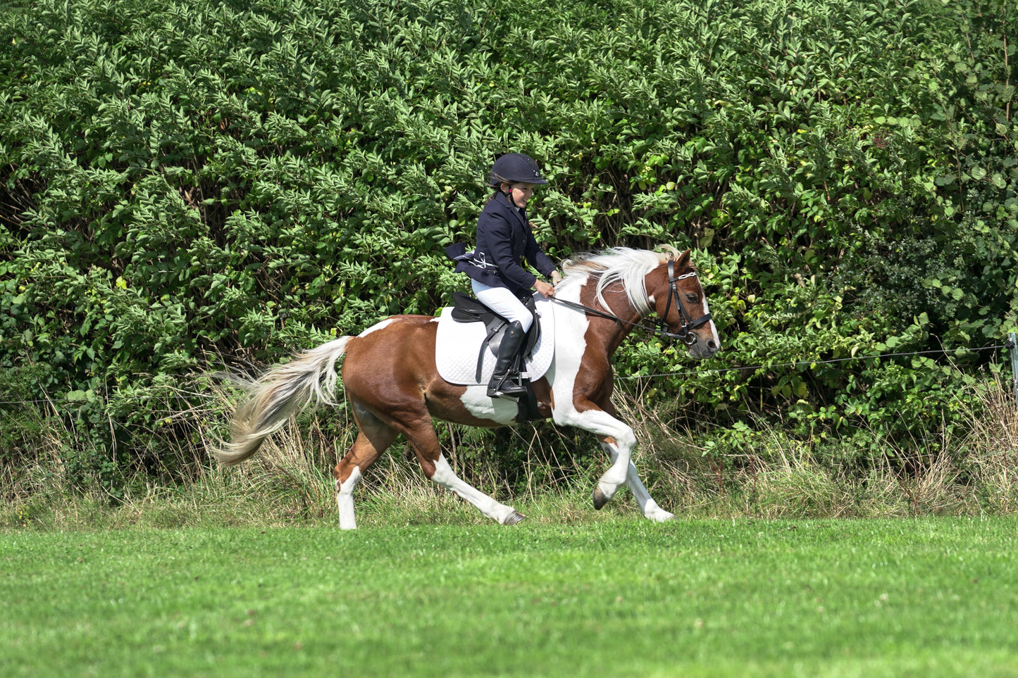 lanlivery show jumping rings part 2
