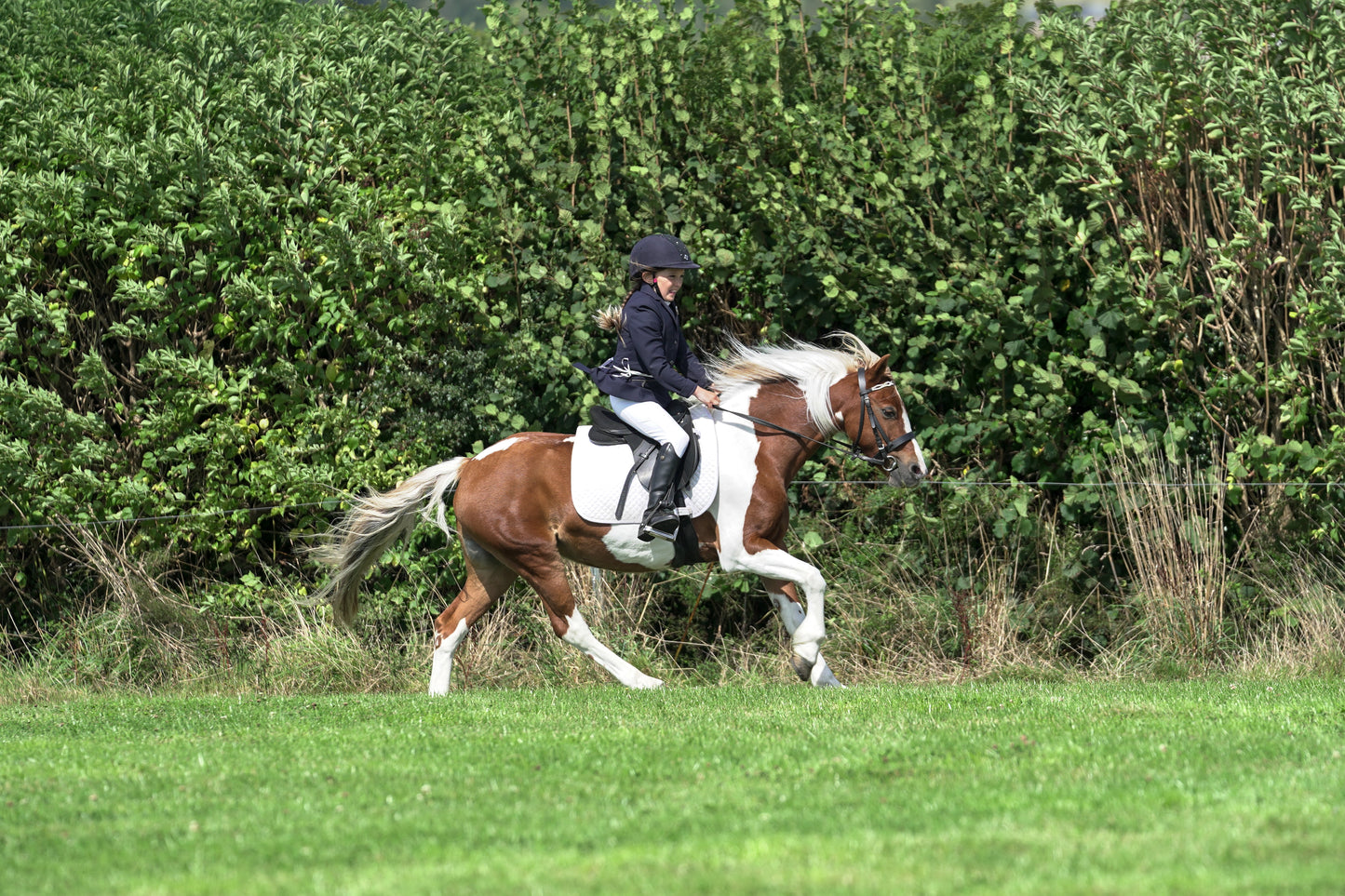 lanlivery show jumping rings part 2