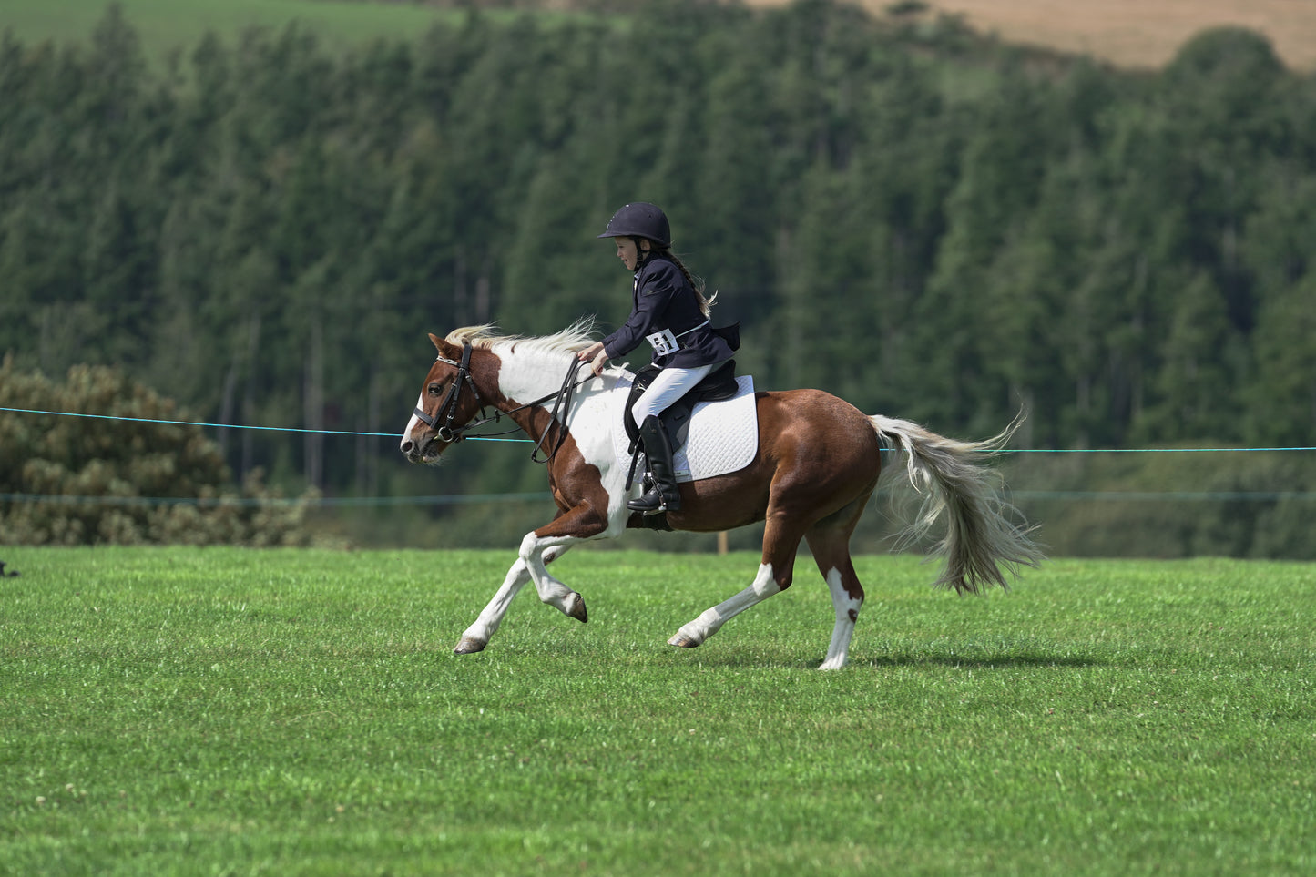 lanlivery show jumping rings part 2