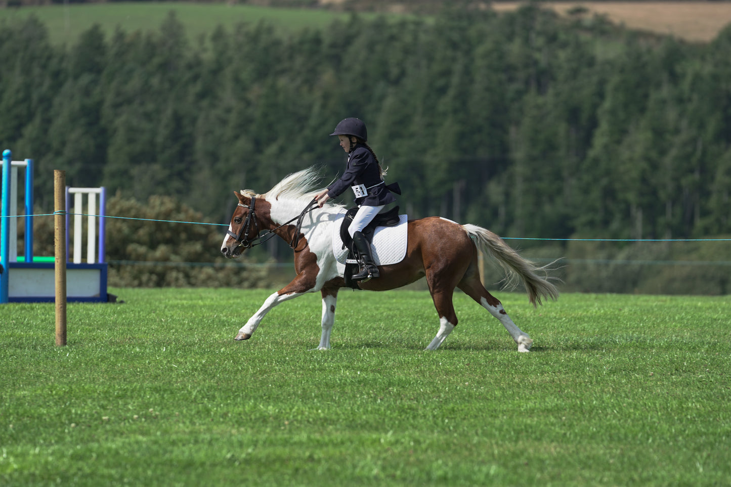 lanlivery show jumping rings part 2