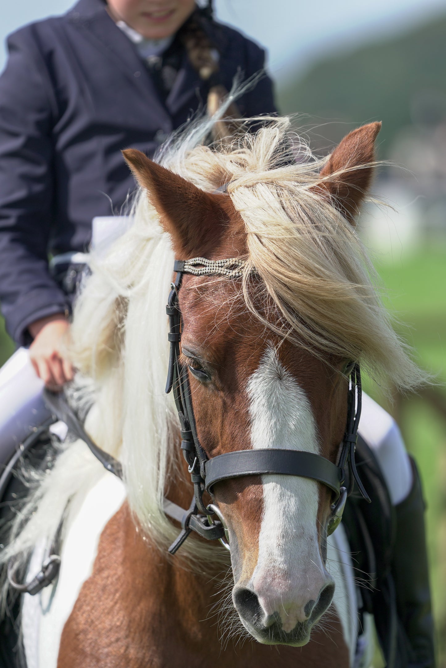 lanlivery show jumping rings part 2