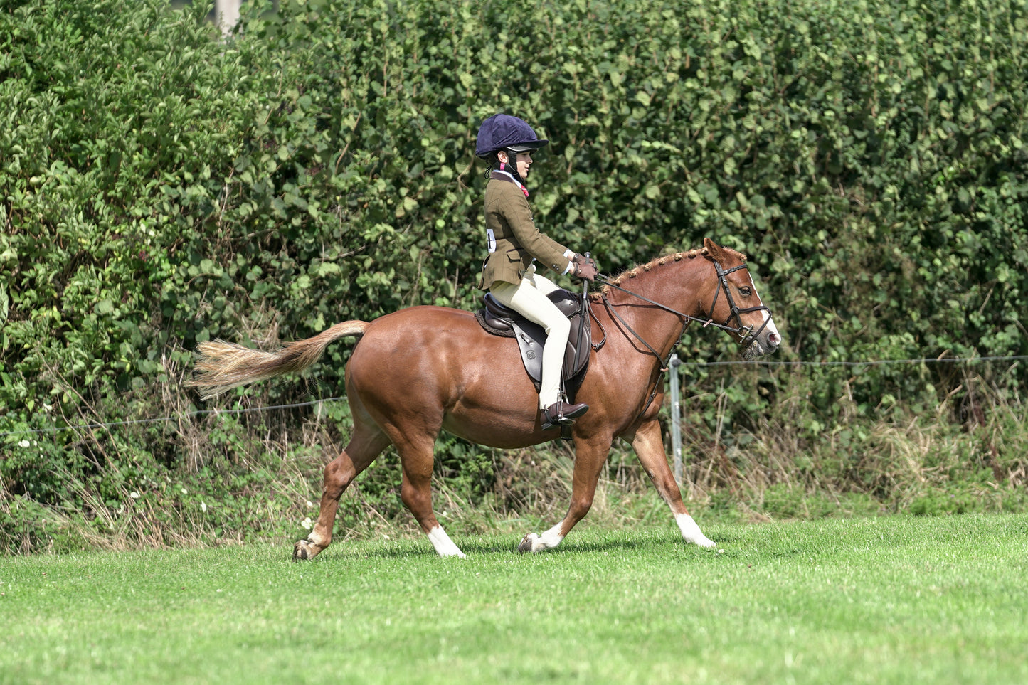 lanlivery show jumping rings part 2