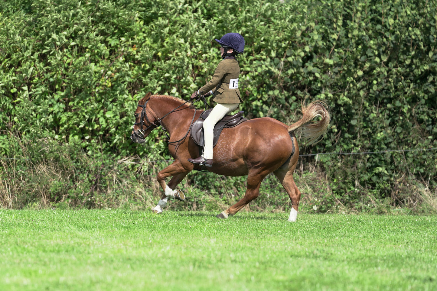 lanlivery show jumping rings part 2