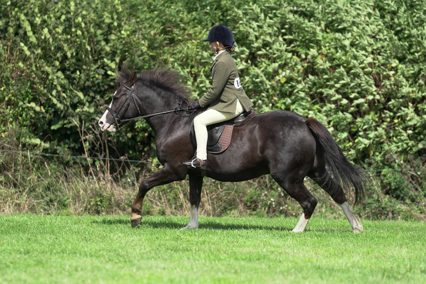 lanlivery show jumping rings part 2
