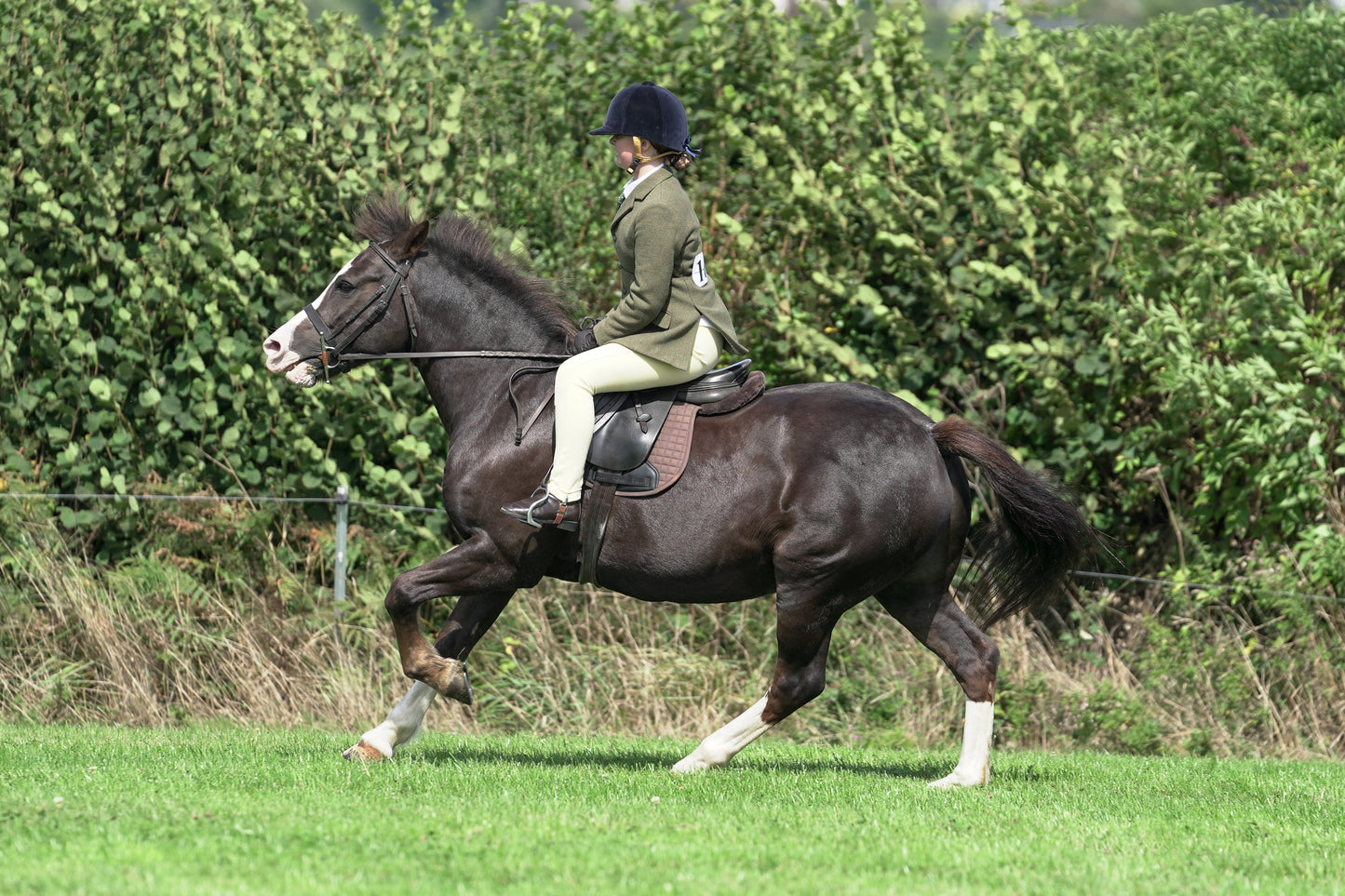 lanlivery show jumping rings part 2