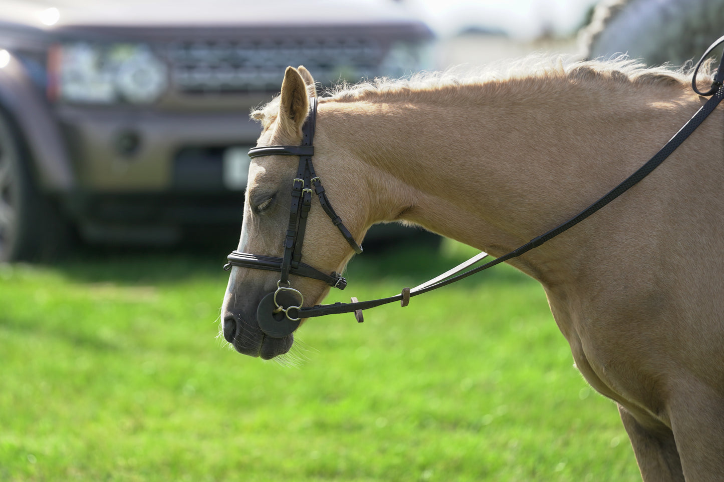 lanlivery show jumping rings part 2