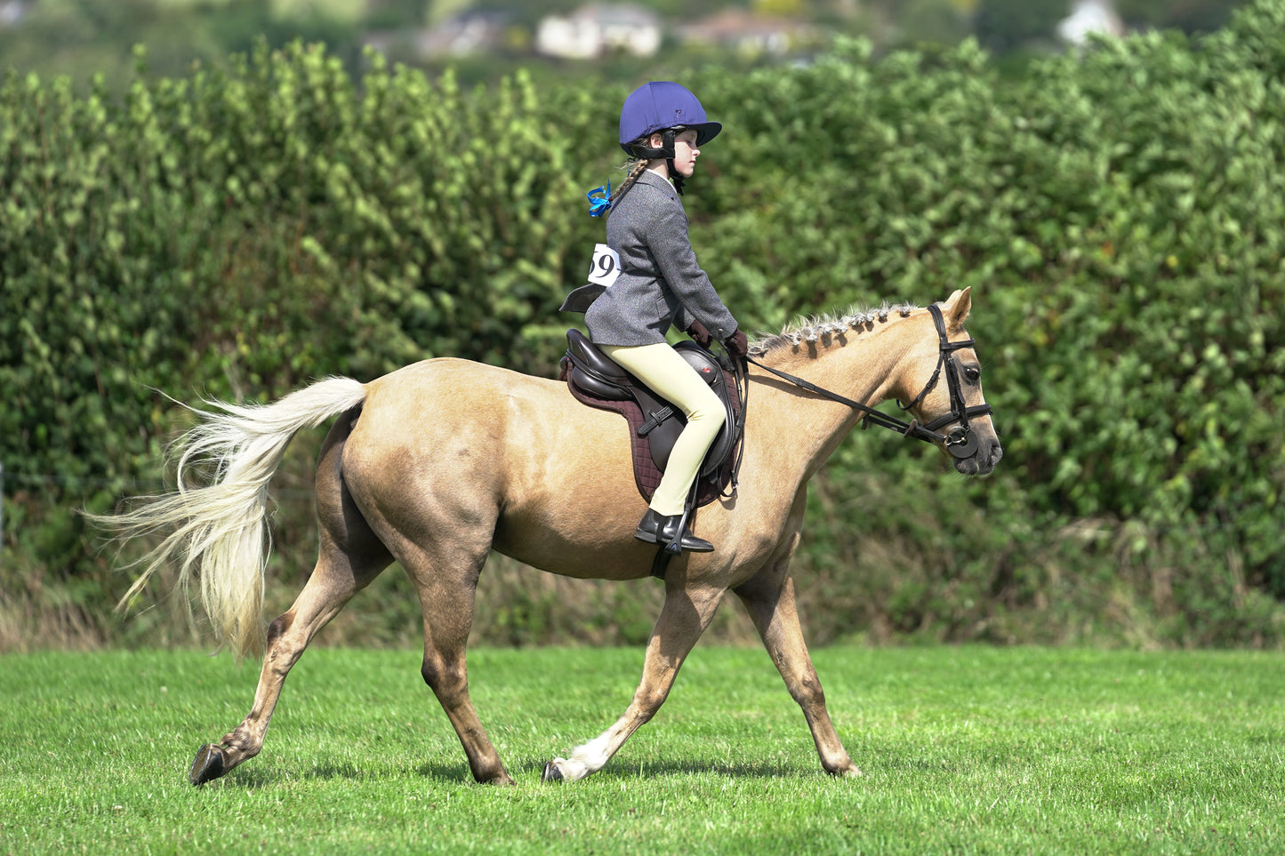 lanlivery show jumping rings part 2