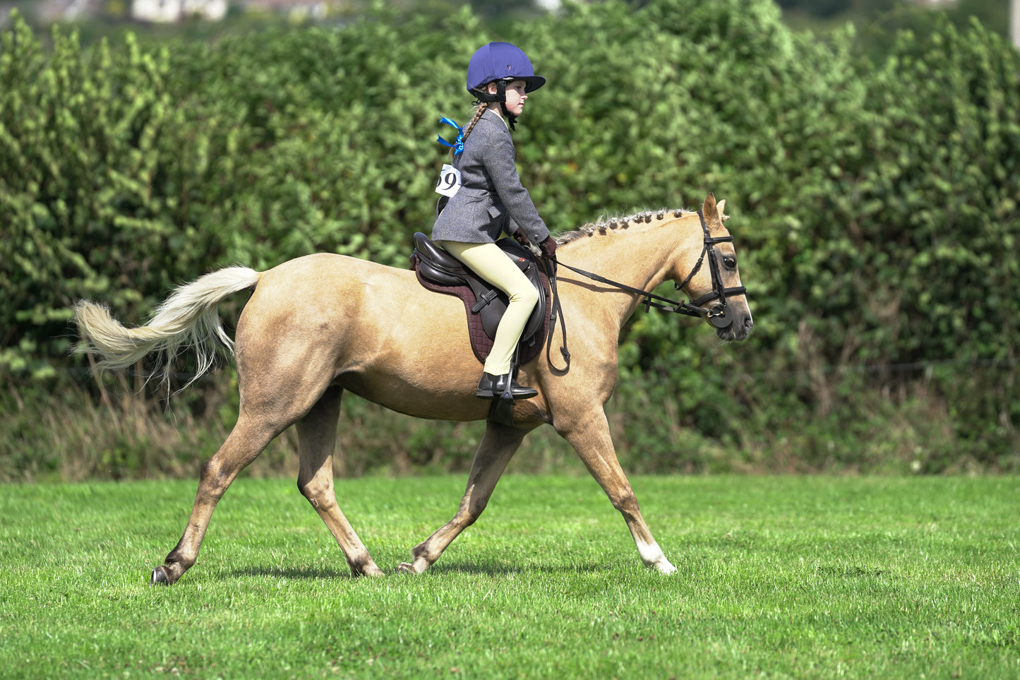 lanlivery show jumping rings part 2