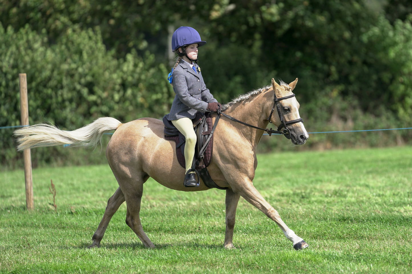 lanlivery show jumping rings part 2