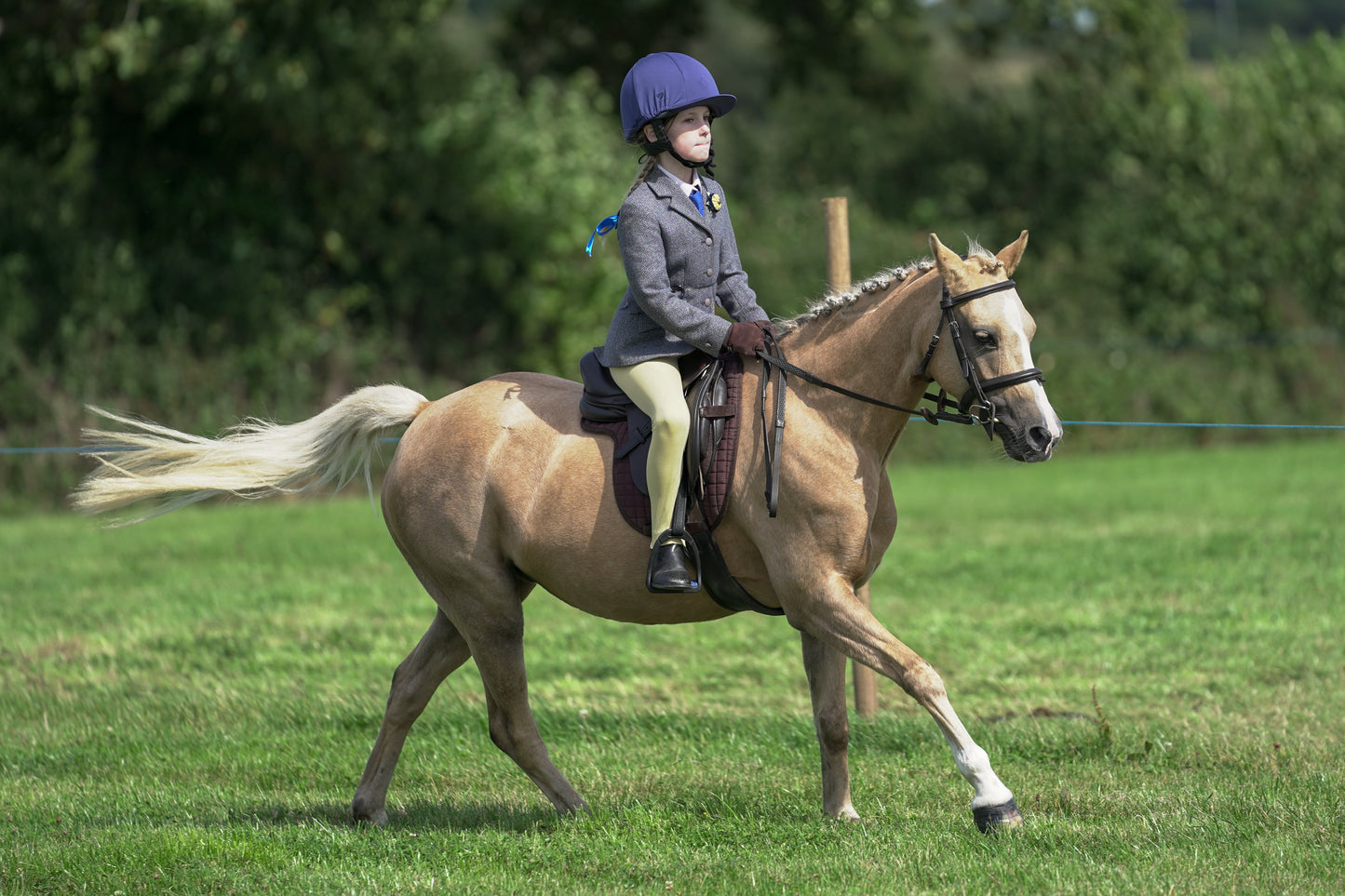 lanlivery show jumping rings part 2