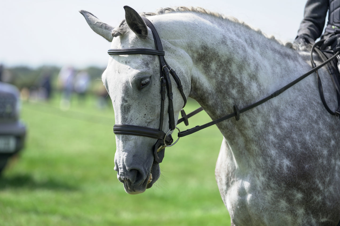 lanlivery show jumping rings part 2