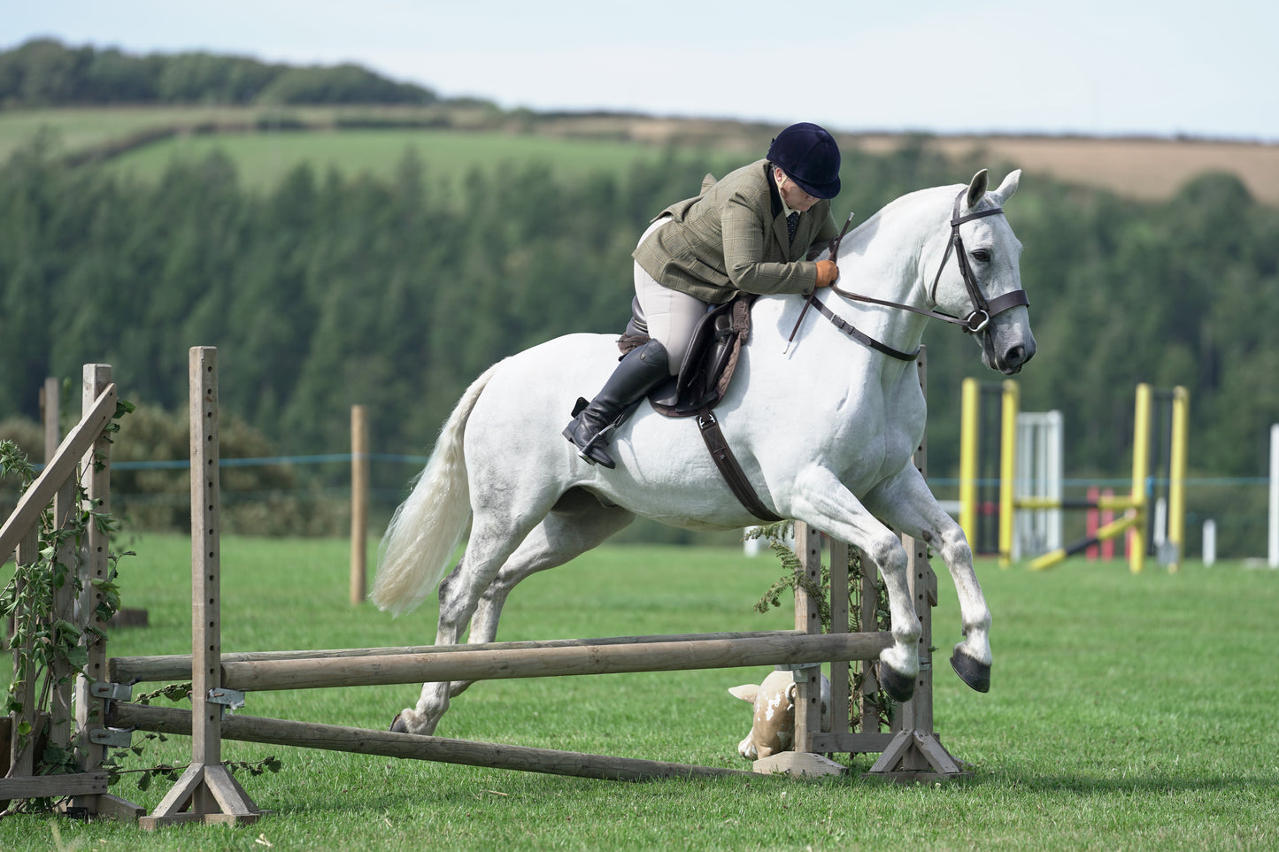 lanlivery show jumping rings part 2
