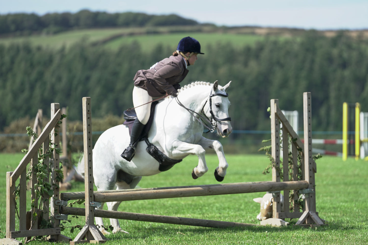 lanlivery show jumping rings part 2