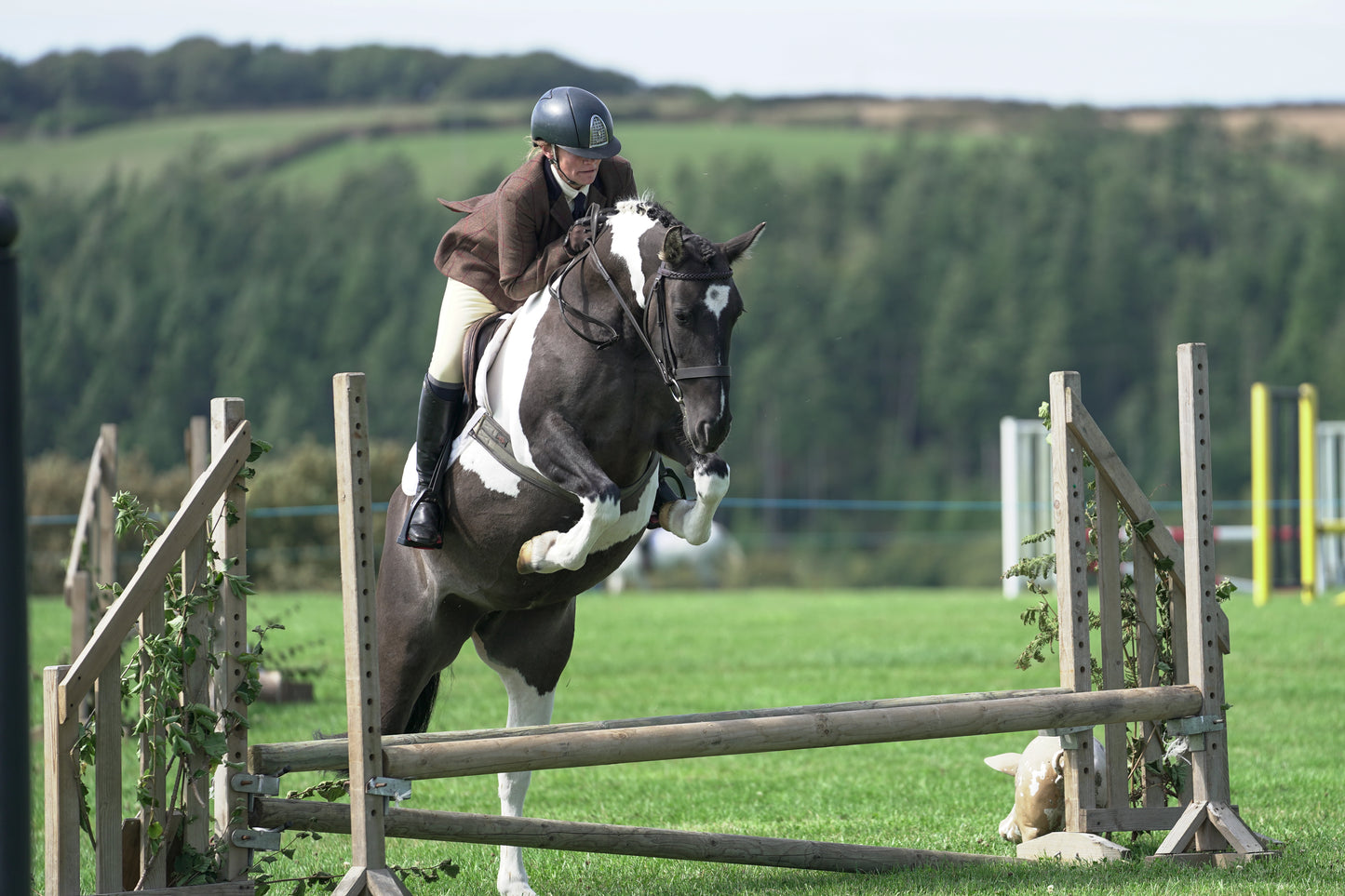 lanlivery show jumping rings part 2