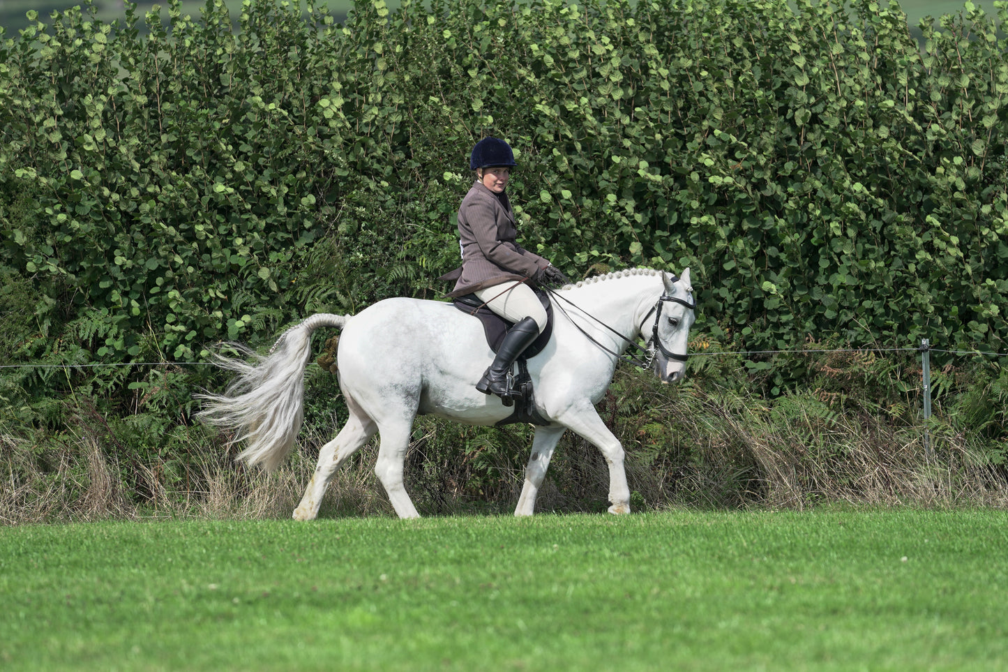 lanlivery show jumping rings part 2