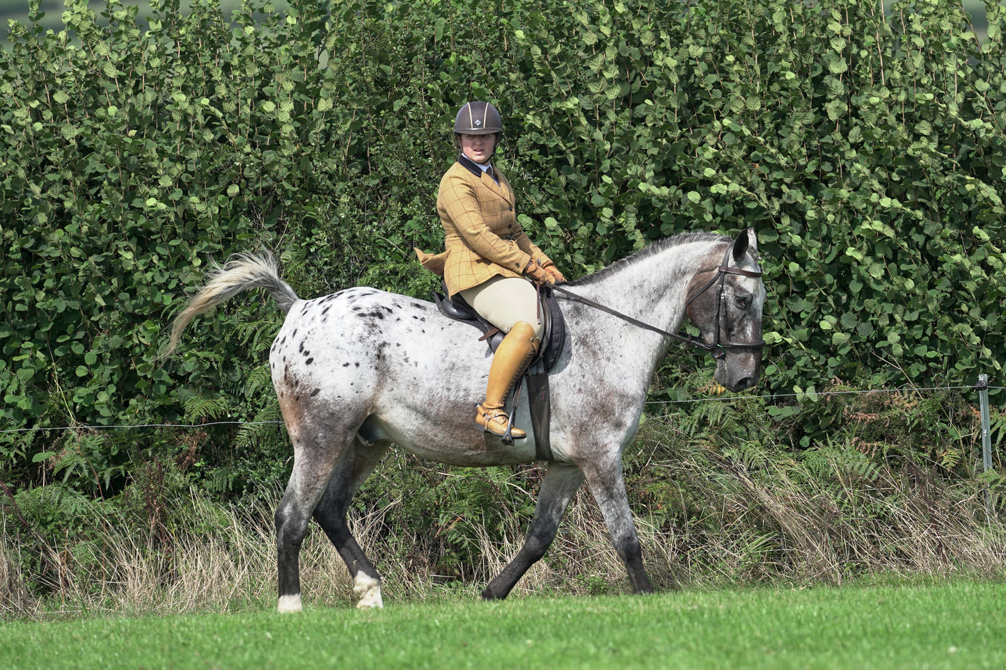 lanlivery show jumping rings part 2