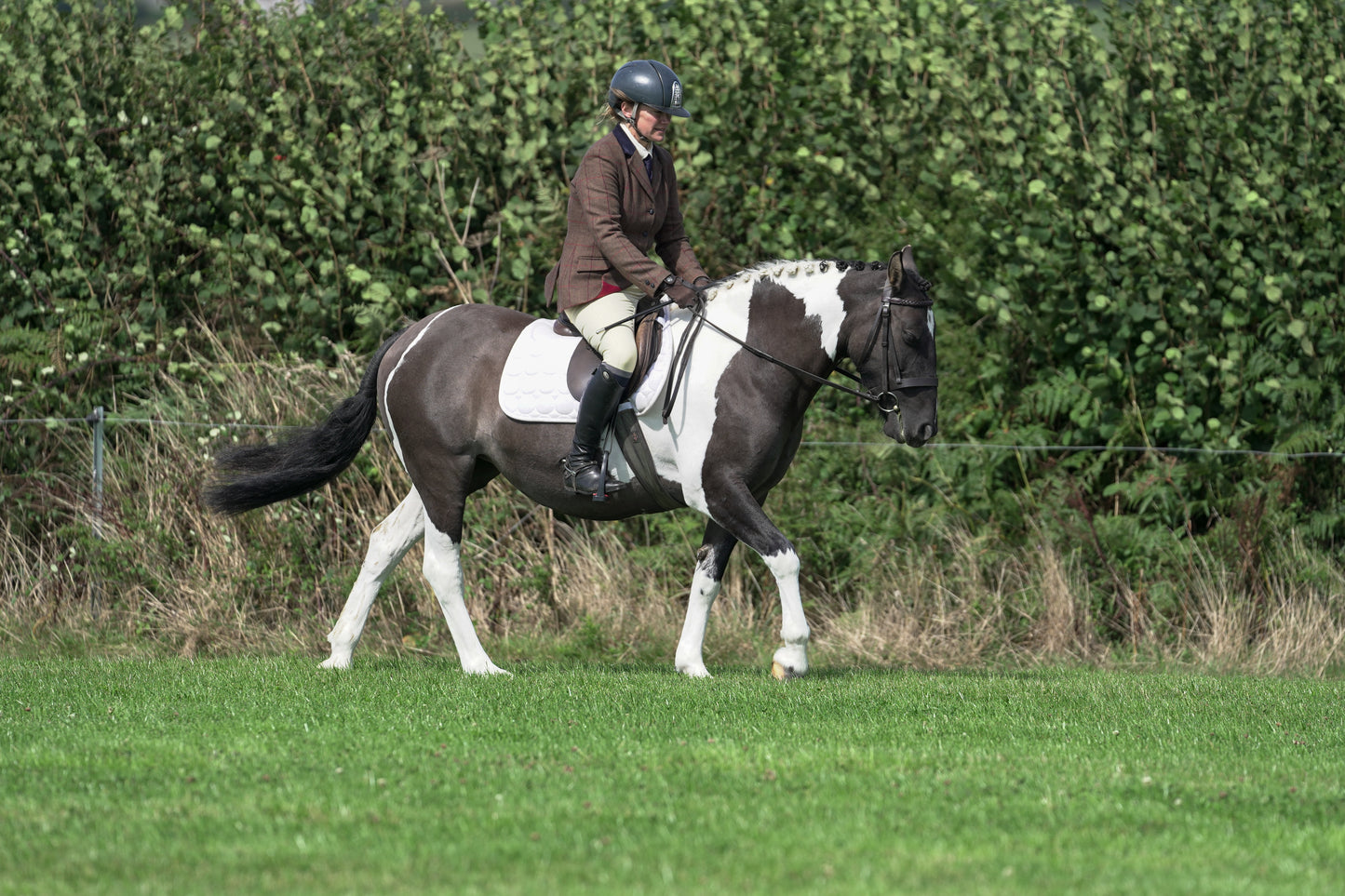 lanlivery show jumping rings part 2